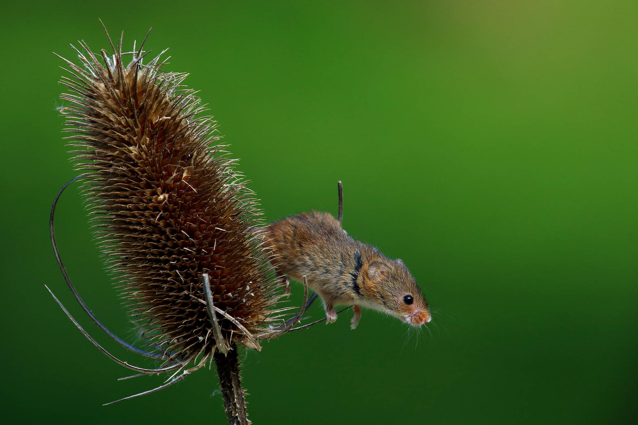 mouse, dried flower, spiky dried plant, Full HD Desktop Wallpaper