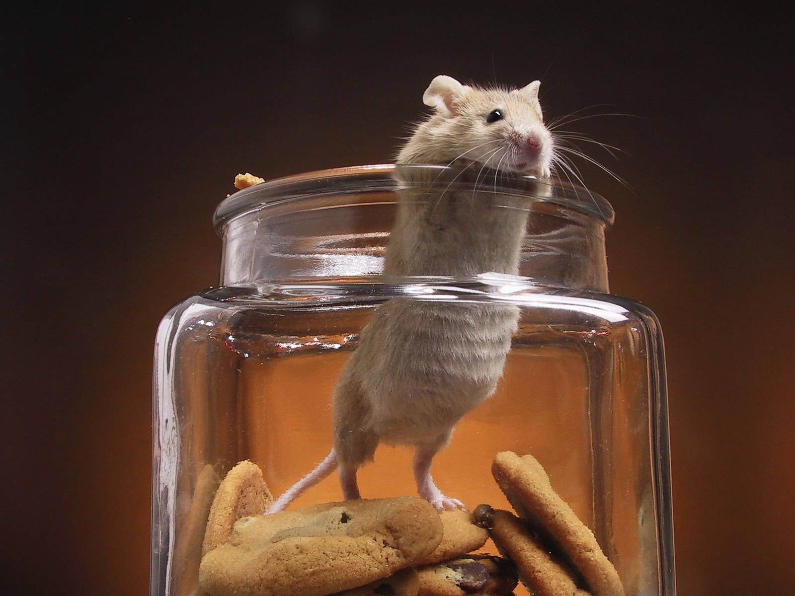 mouse, cookie jar, glass jar, HD Desktop Wallpaper