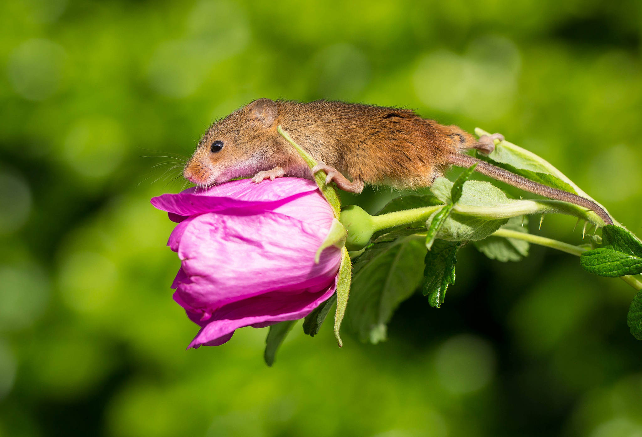 mouse, pink rose, vibrant pink rosebud, Full HD Desktop Wallpaper