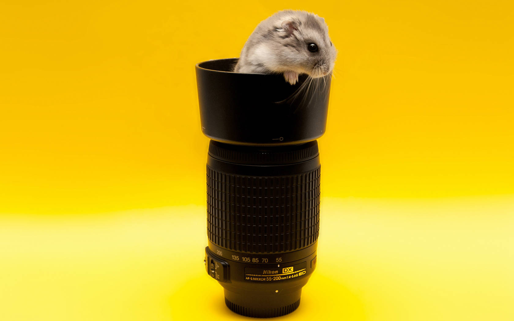 Mouse, black camera lens, gray hamster, HD Desktop Wallpaper