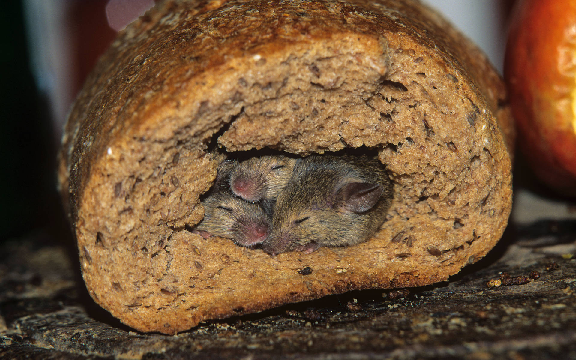 mouse, cracked loaf, rustic whole grain bread, Full HD Desktop Wallpaper