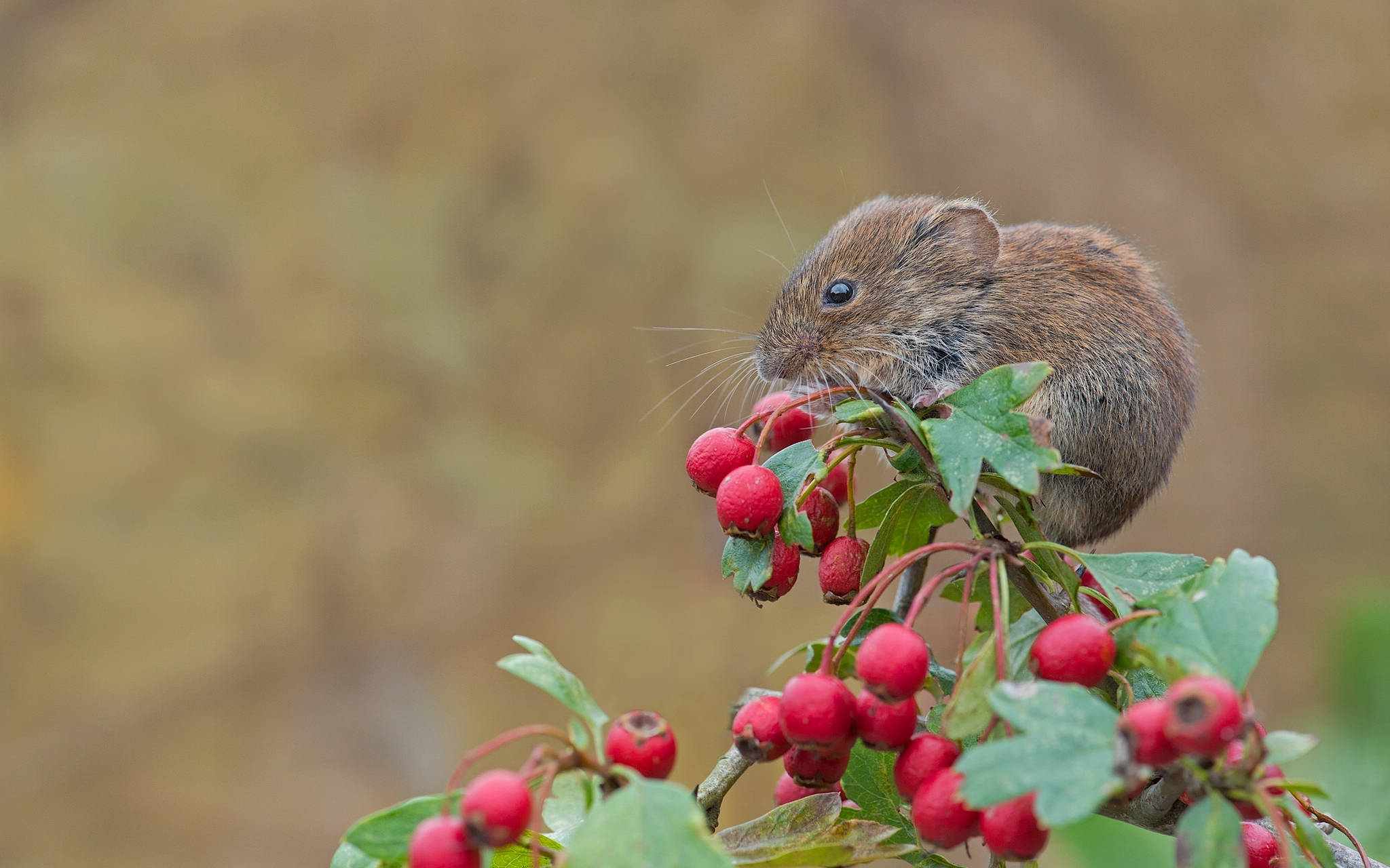 mouse, red berries, leafy branch, Full HD Desktop Wallpaper