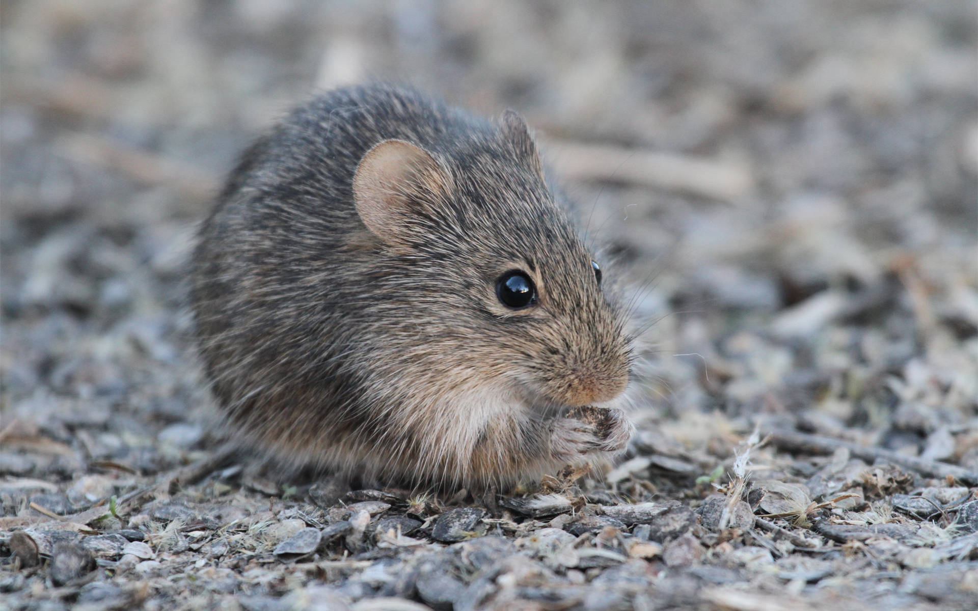 mouse, dark grey fur, dark eyes, Full HD Desktop Wallpaper