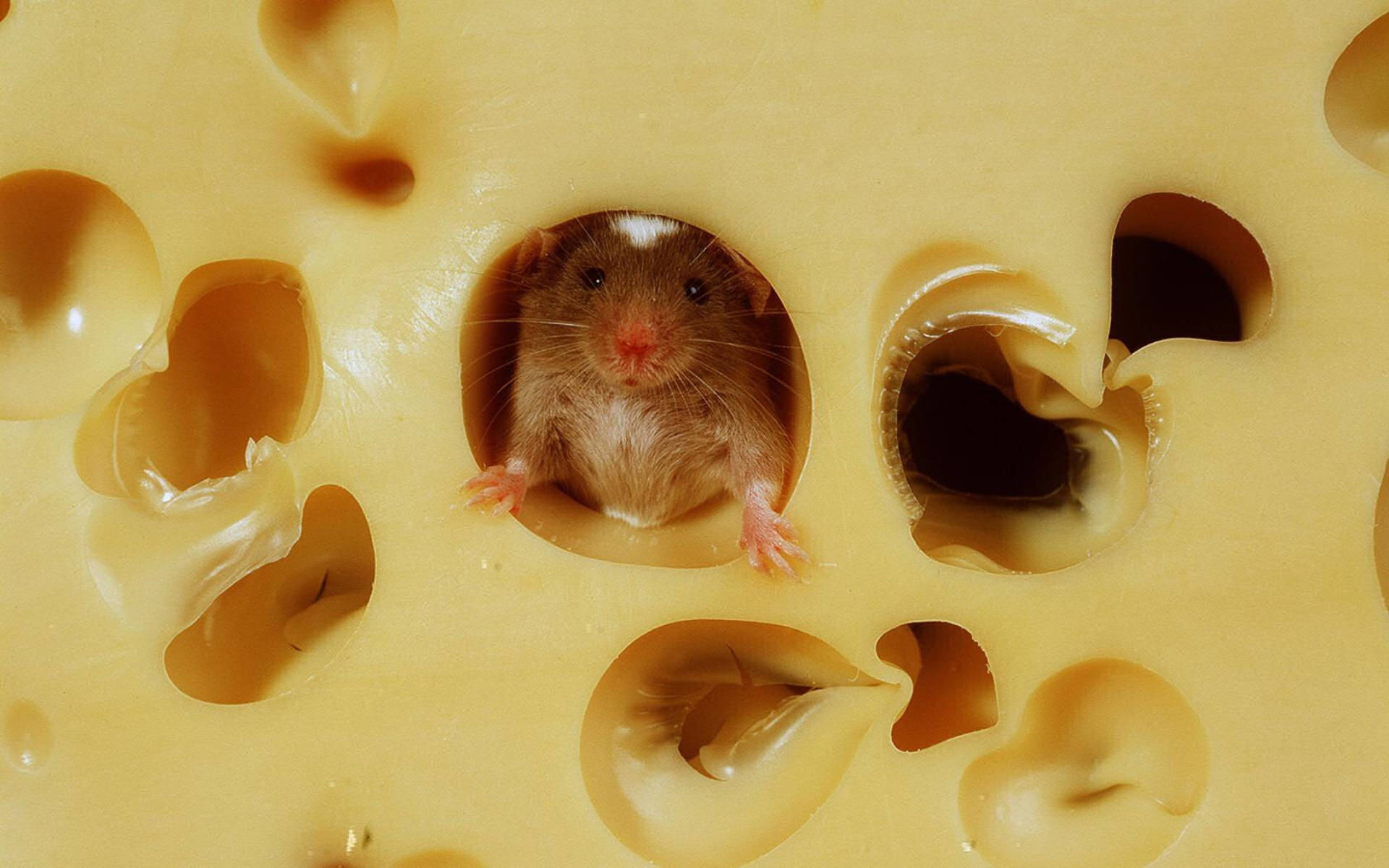 mouse, creamy yellow swiss cheese slice, hole, Full HD Desktop Wallpaper