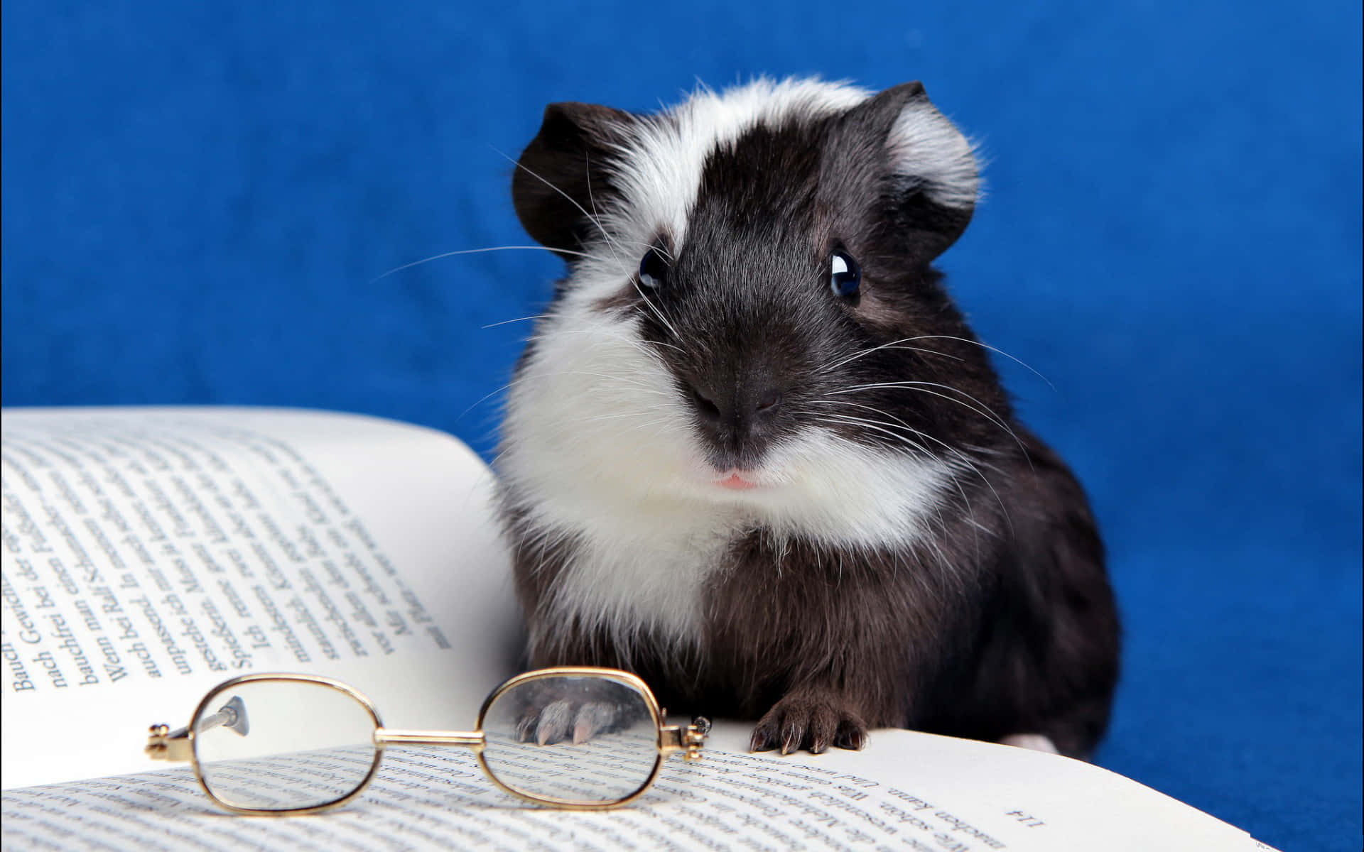 studious mouse, black and white guinea pig, glasses, Full HD Desktop Wallpaper