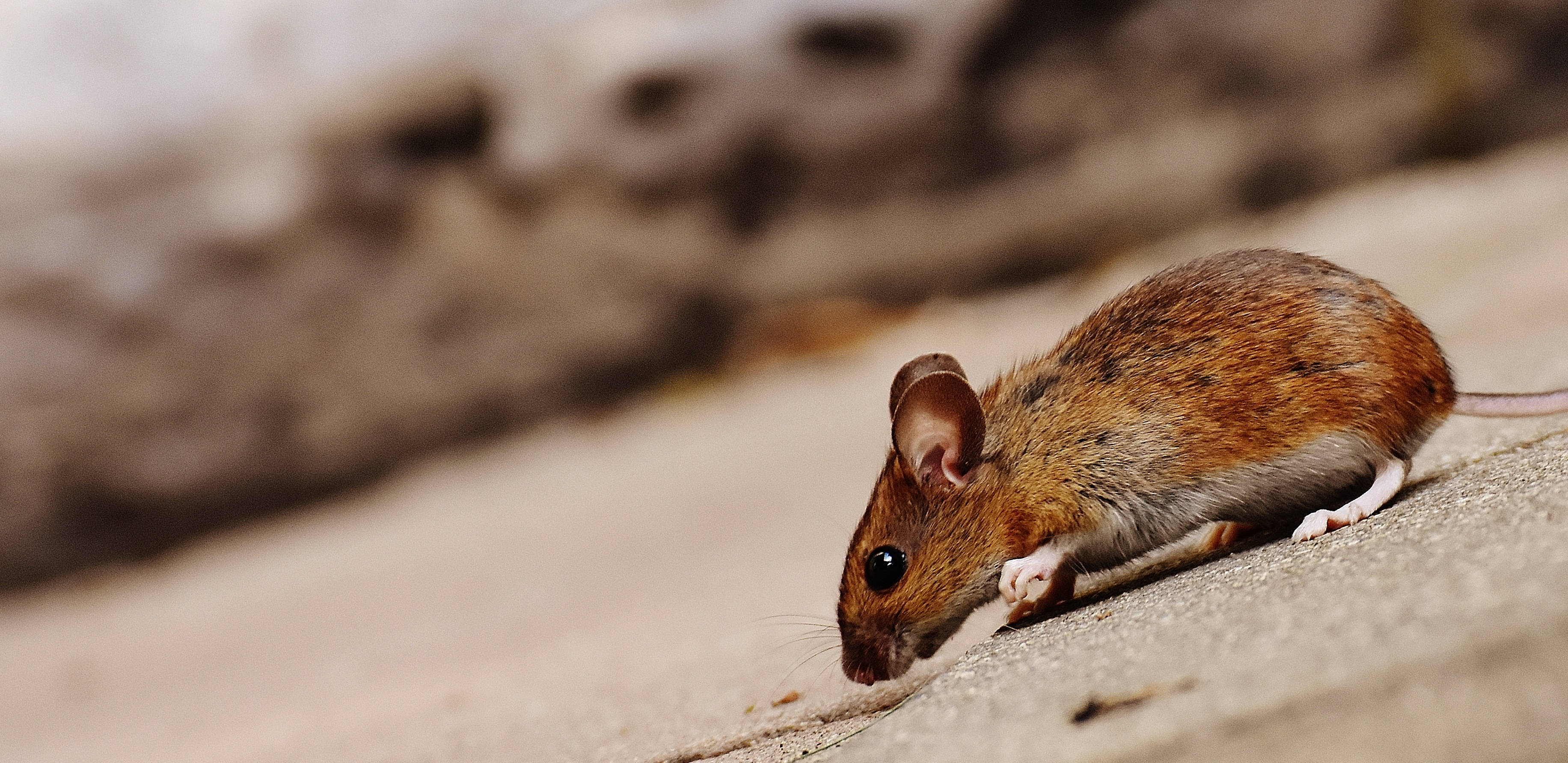 mouse, dark brown fur, white paws, 2K Desktop Wallpaper