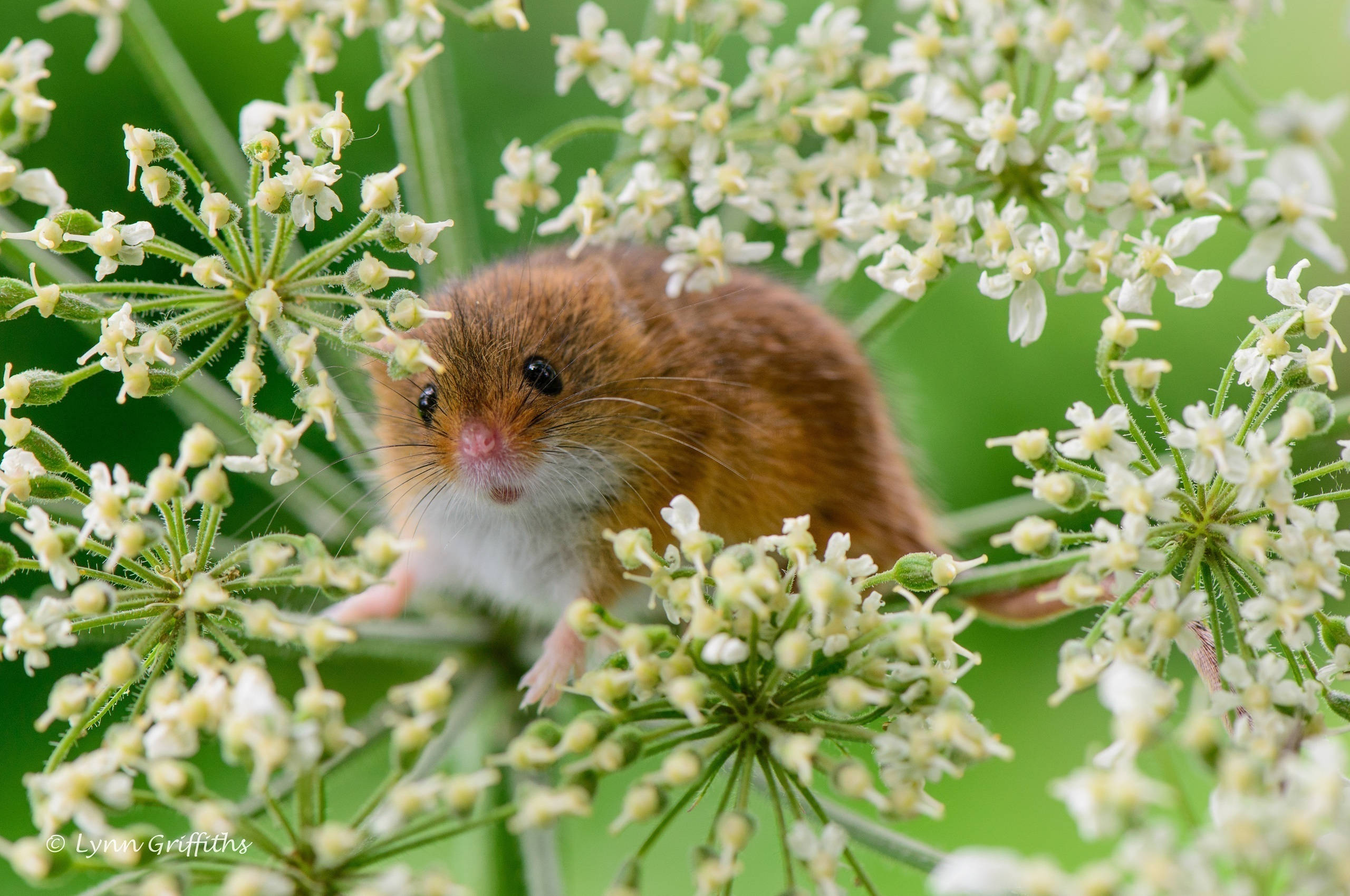 harvest mouse, brown, white chest, 2K Desktop Wallpaper