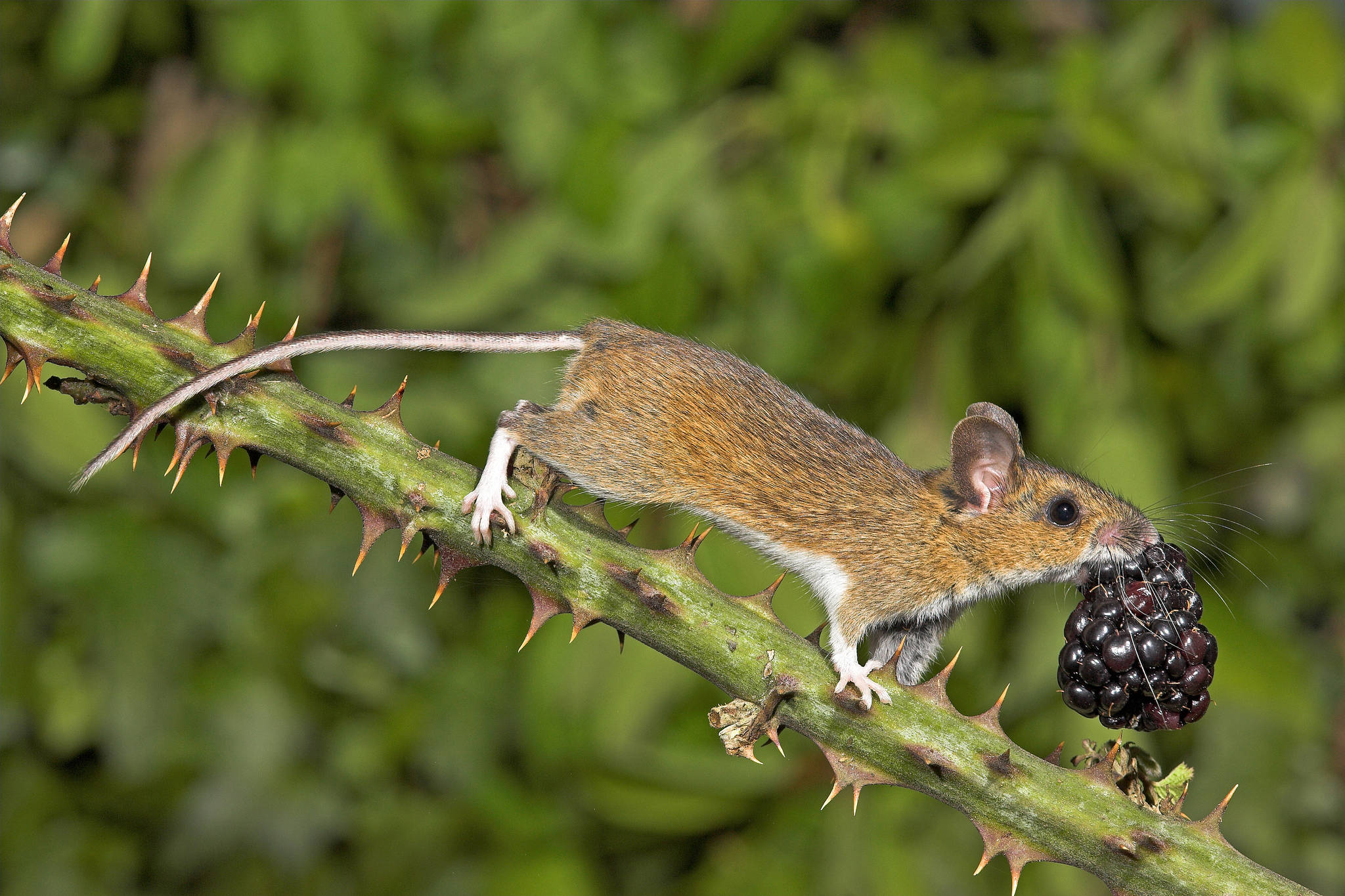 mouse, blackberry, brown mouse, Full HD Desktop Wallpaper