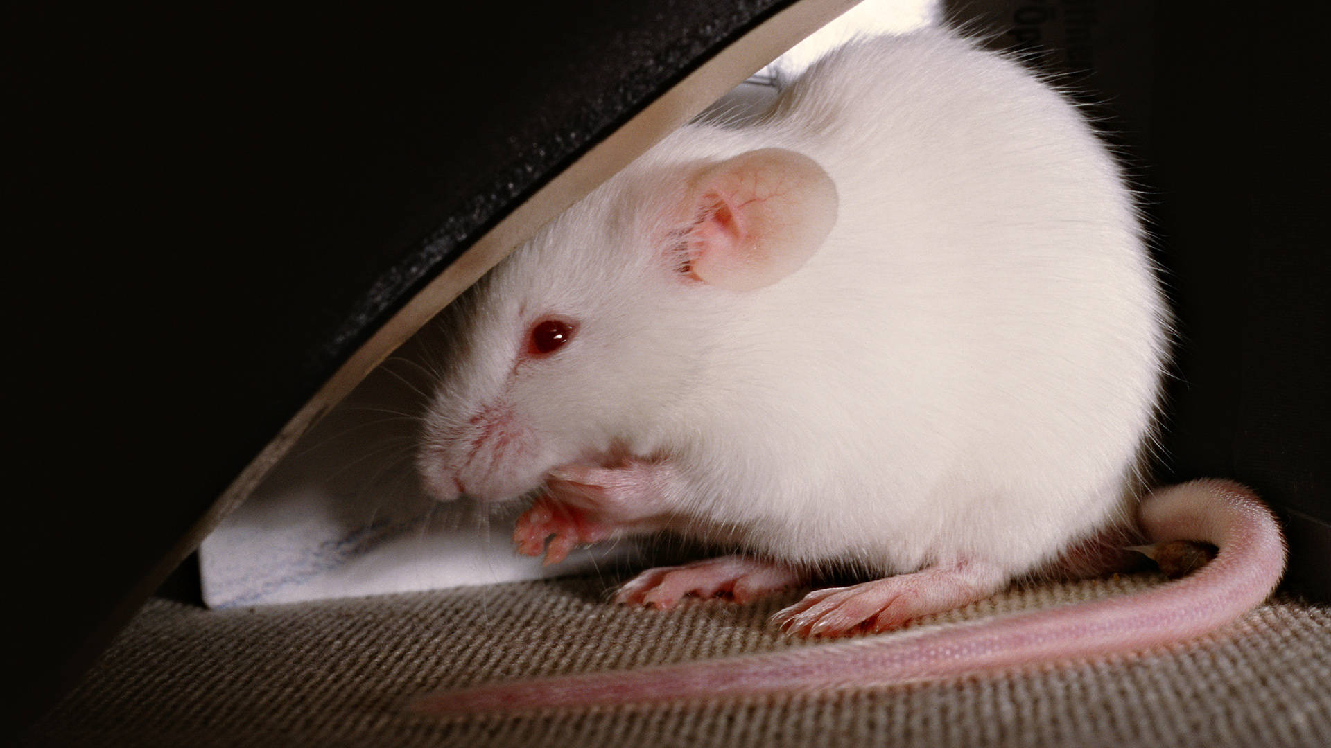 white lab mouse, red eyes, dark surface, Full HD Desktop Wallpaper