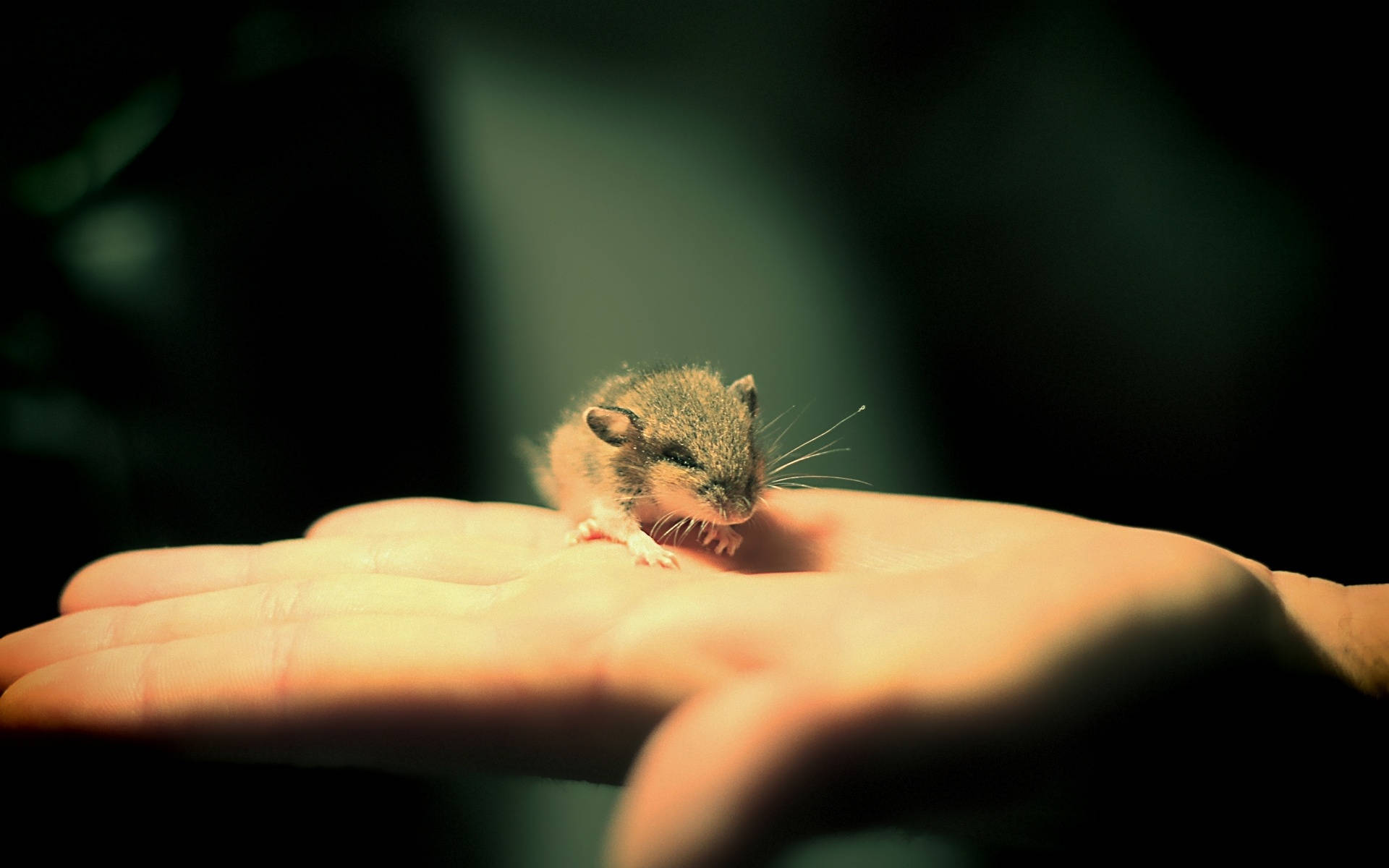 mouse, palm, golden light, Full HD Desktop Wallpaper