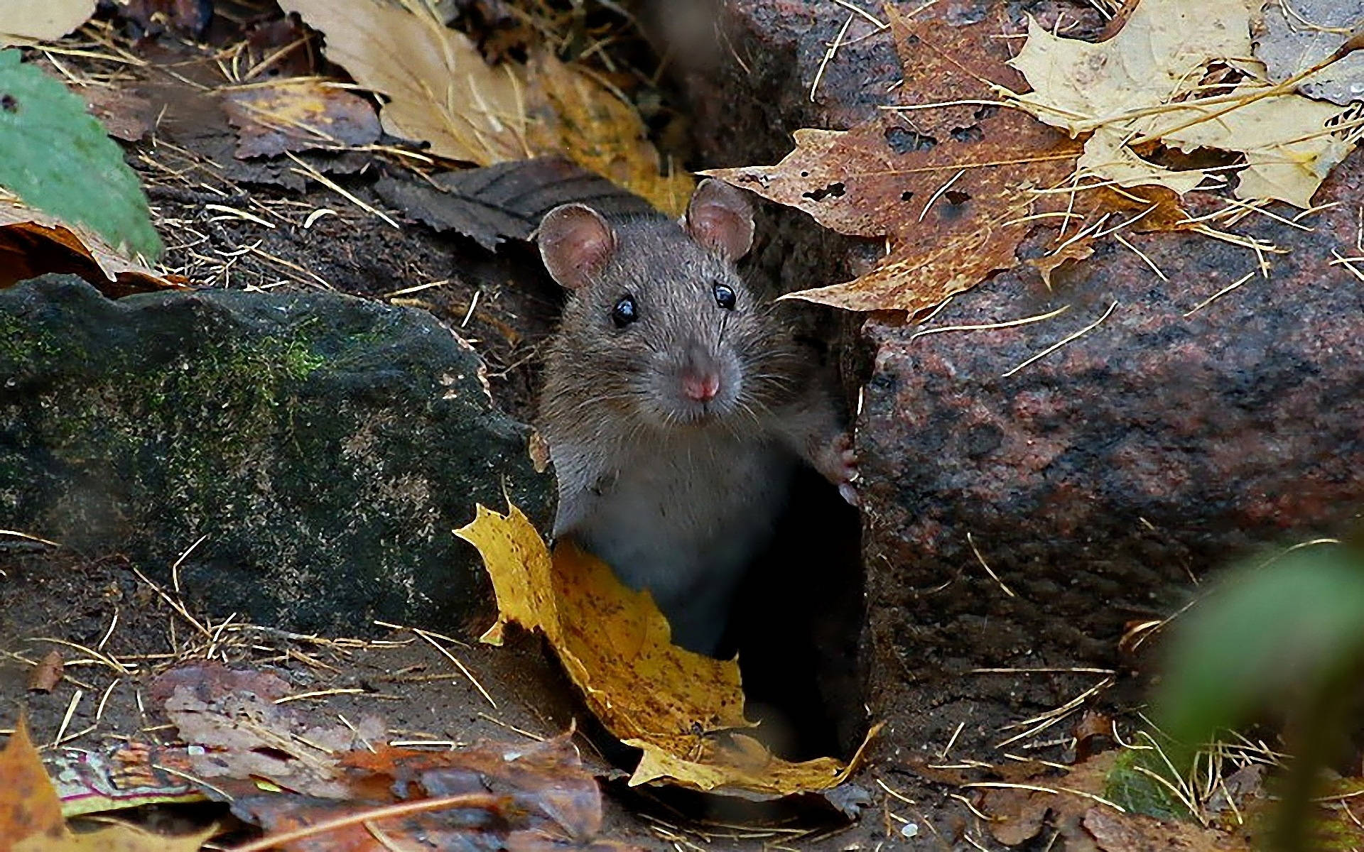 mouse, mossy log, autumn leaves, Full HD Desktop Wallpaper
