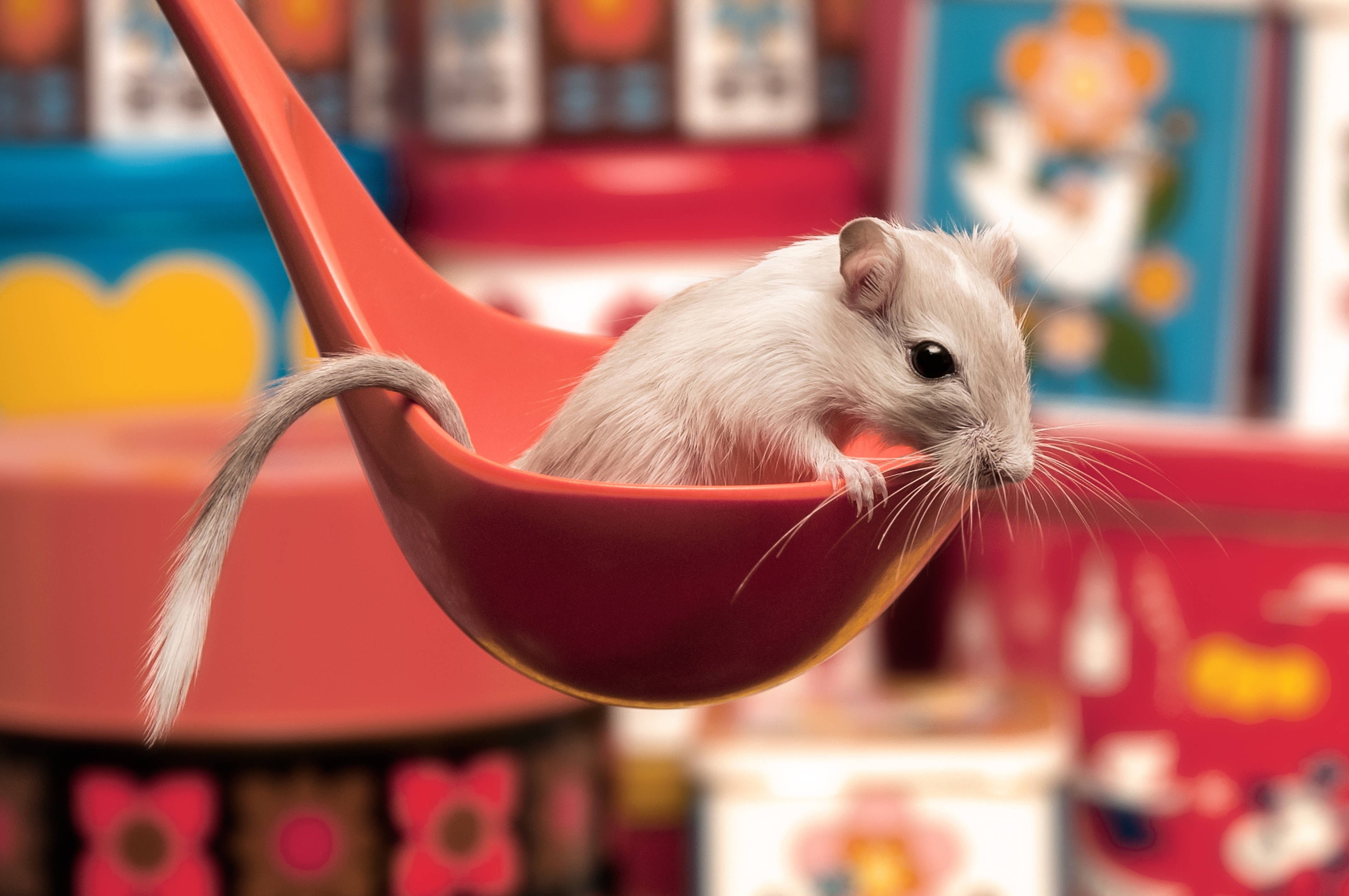 mouse, red ladle, white mouse, 4K Desktop Wallpaper