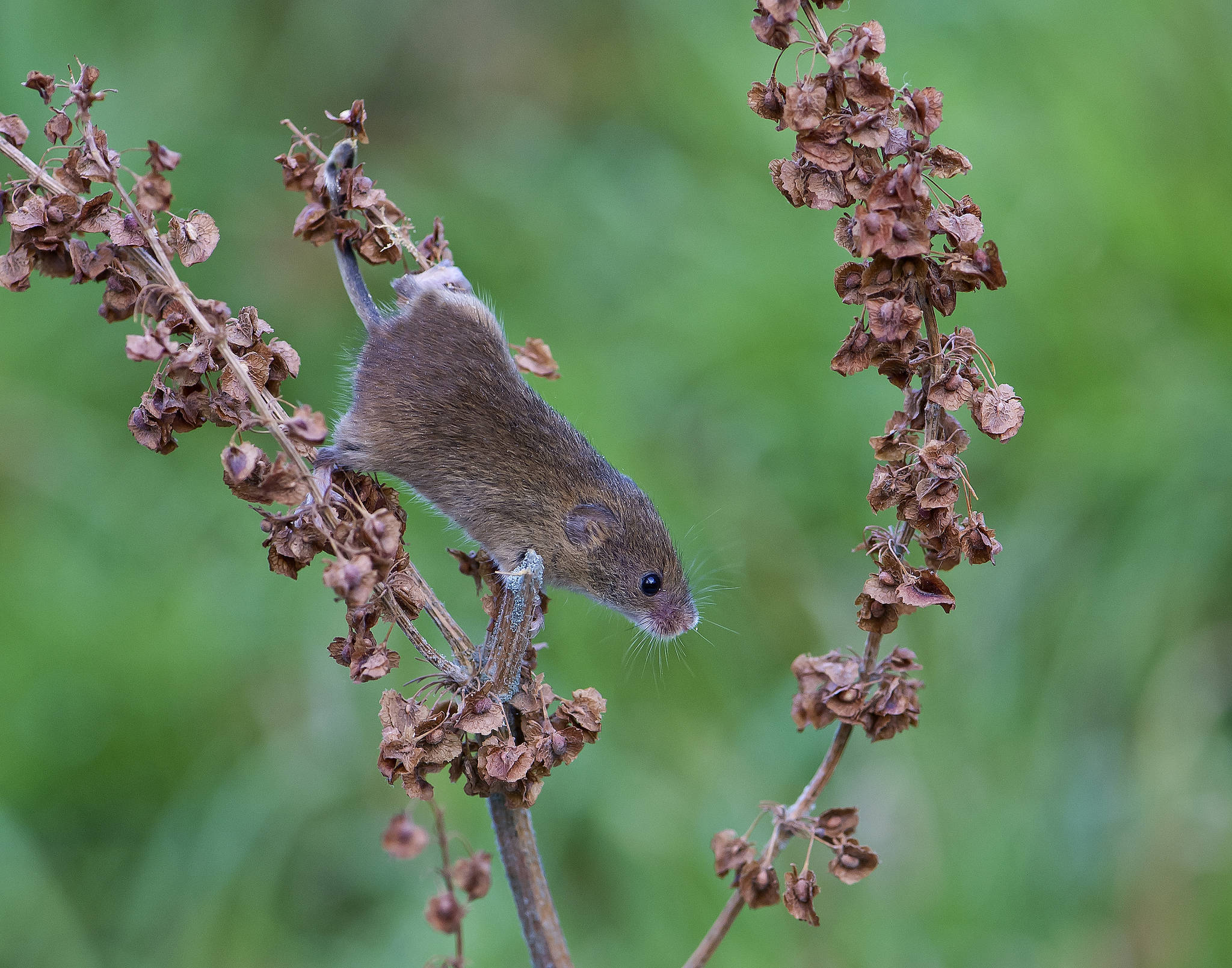 mouse, brown mouse, dried plant stem, Full HD Desktop Wallpaper