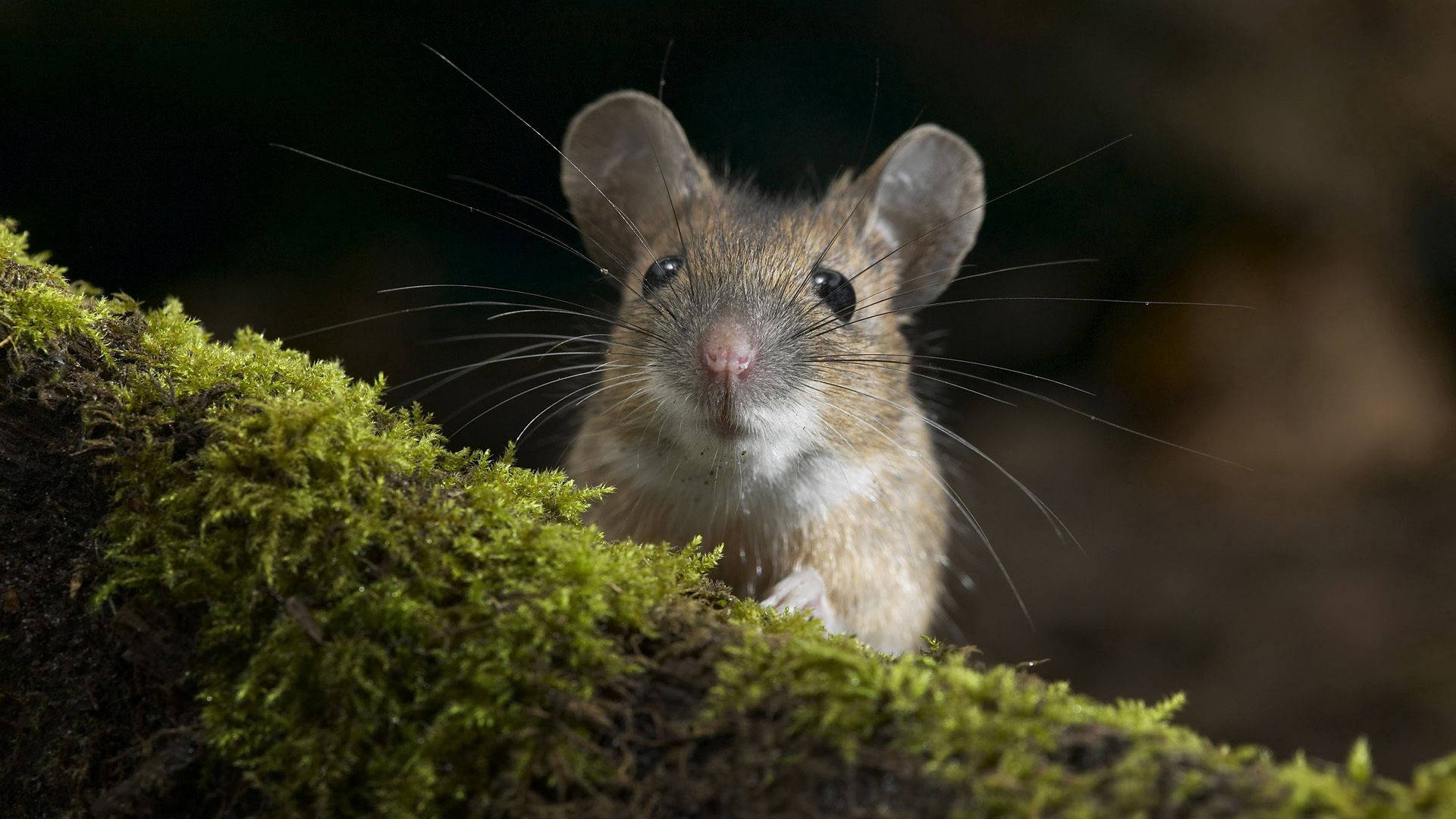 mouse, mossy tree, vibrant green moss, Full HD Desktop Wallpaper