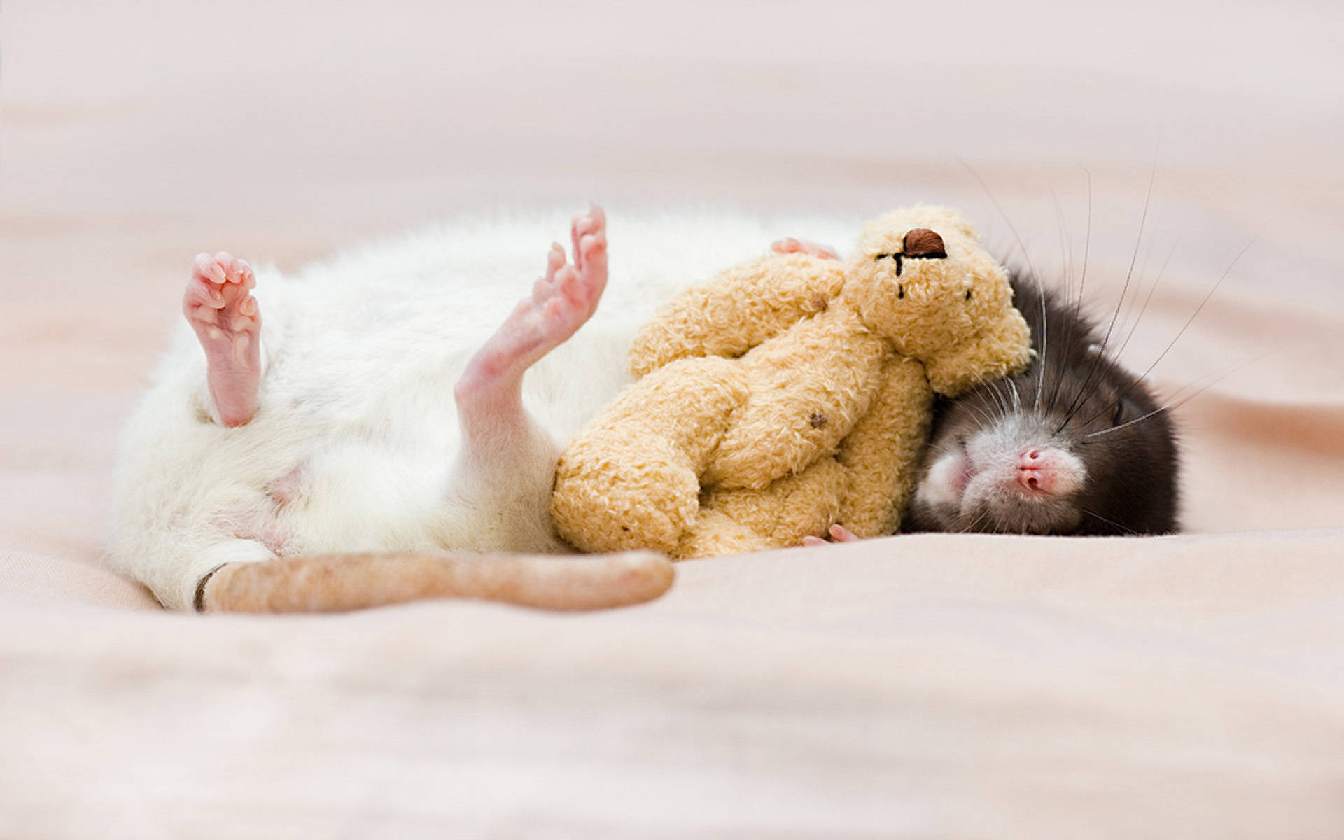 Mouse, teddy bear, pink blanket, Full HD Desktop Wallpaper