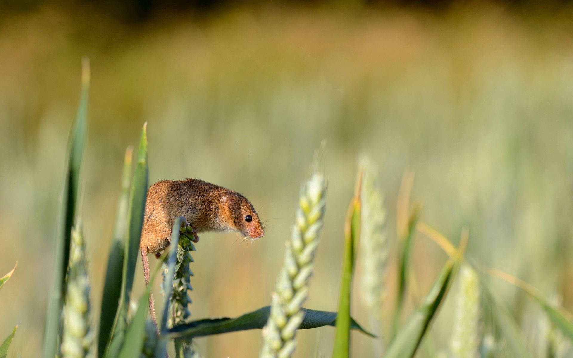 mouse, rice field, wheat stalk, Full HD Desktop Wallpaper