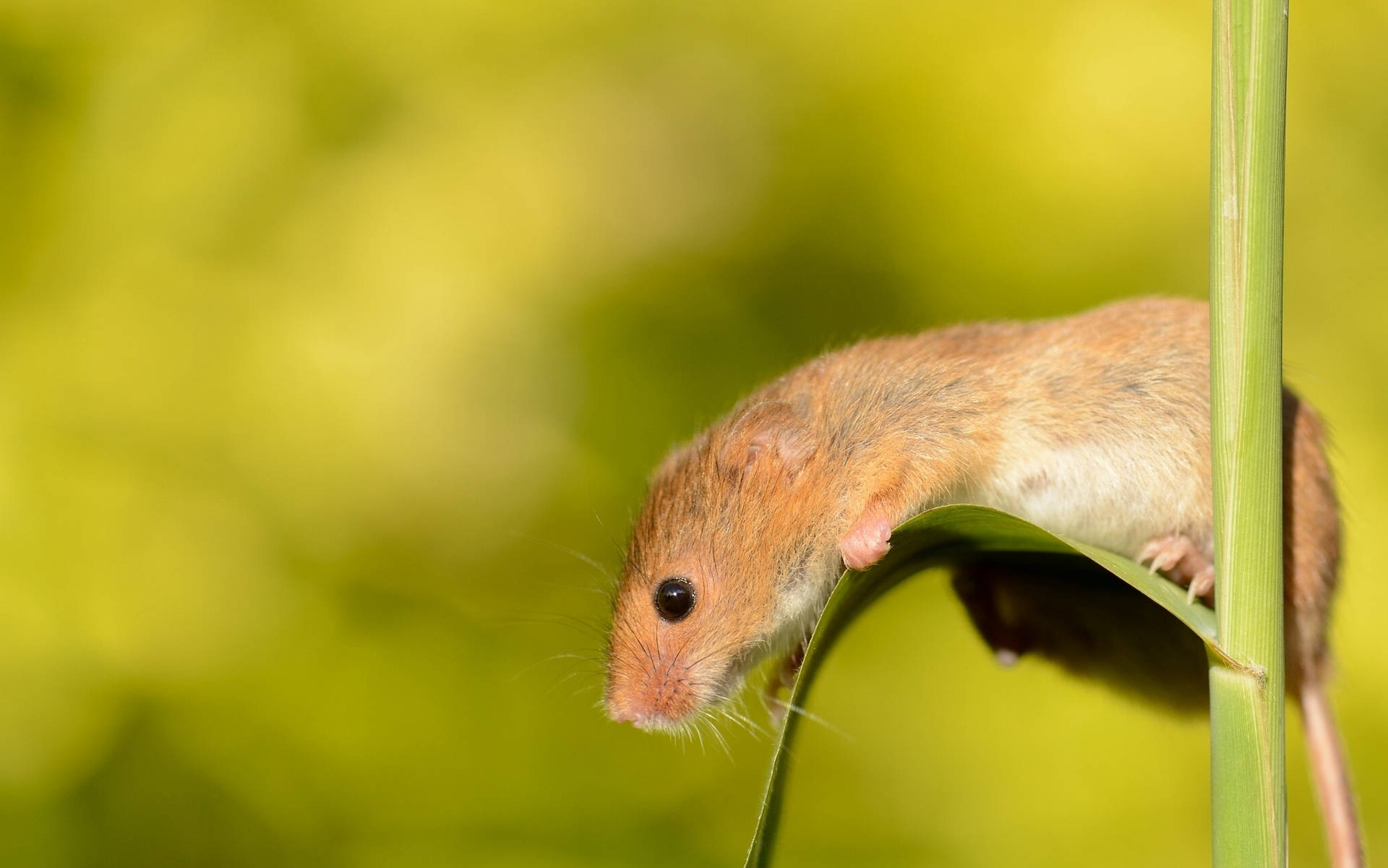 mouse, brown mouse, curved green leaf, Full HD Desktop Wallpaper