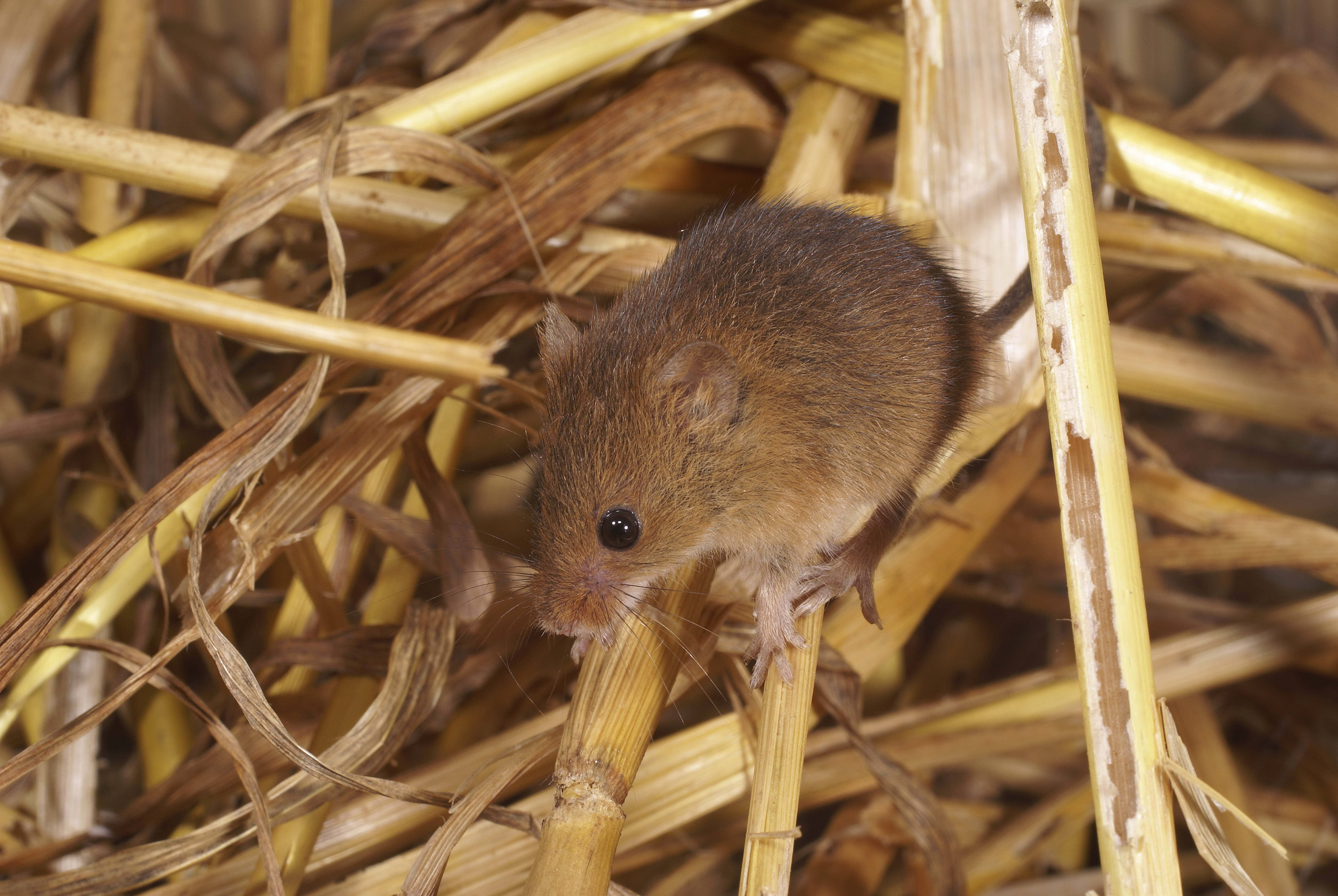 mouse, haystack, golden straw stalks, 5K Desktop Wallpaper