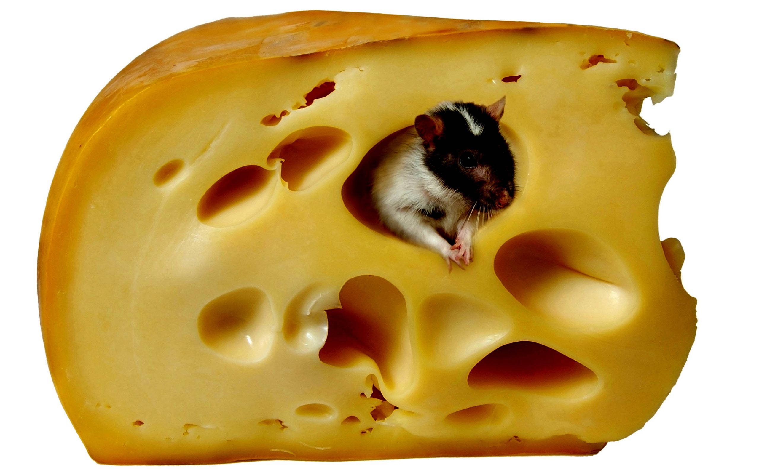 mouse, black and white, yellow swiss cheese wedge, 2K Desktop Wallpaper