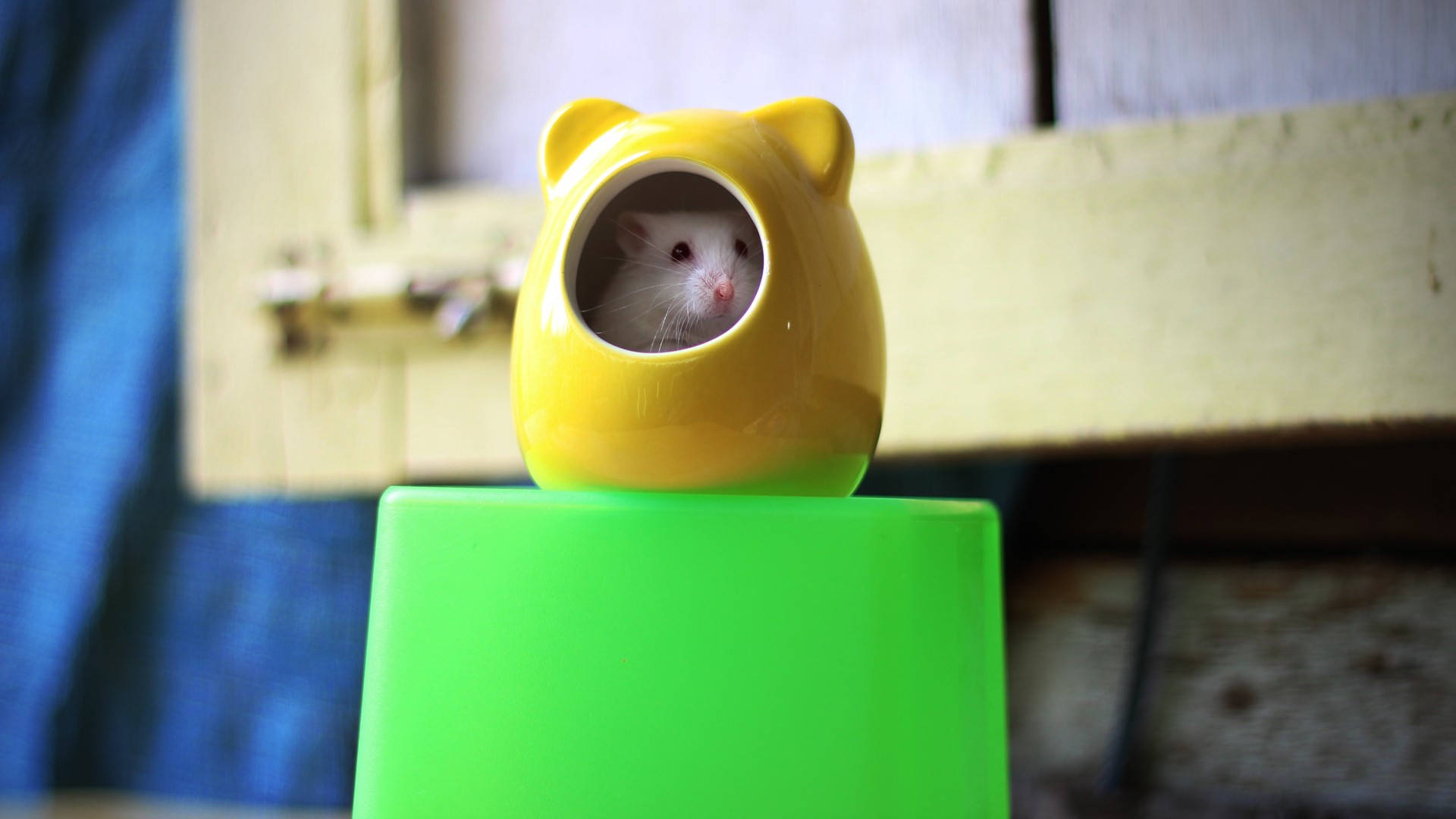 Mouse, white rat, yellow cat-shaped ceramic house, Full HD Desktop Wallpaper
