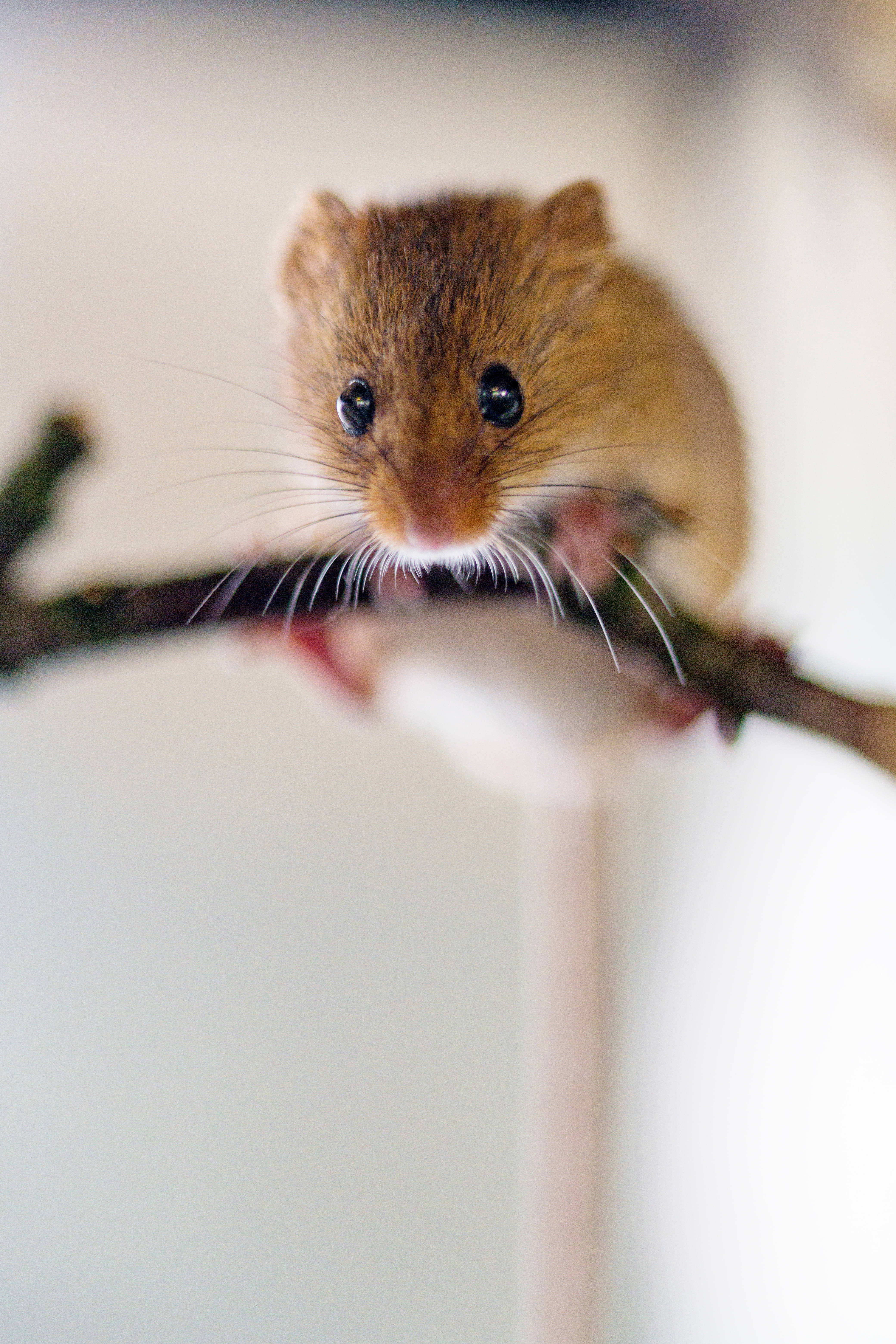 mouse, brown mouse, big dark eyes, 5K Phone Wallpaper