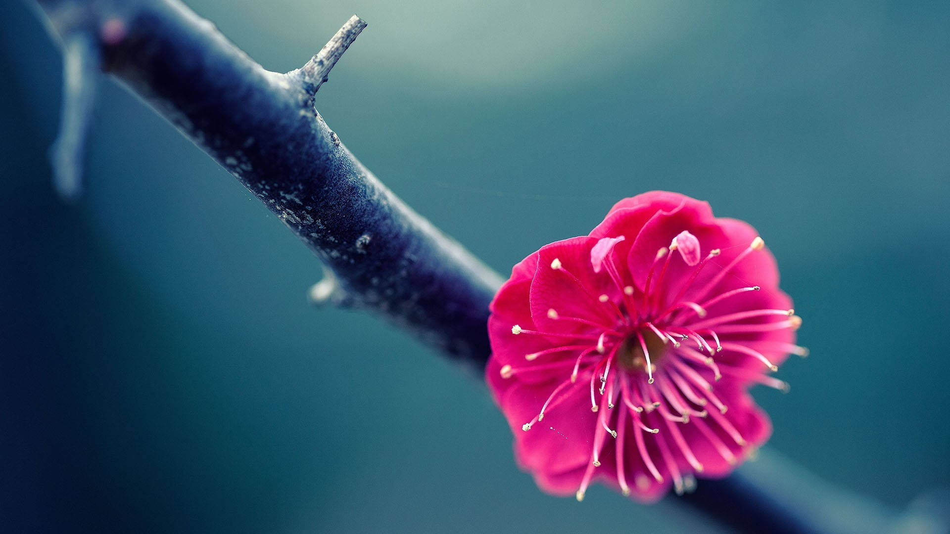 Moving Desktop, blooming flower, vivid pink blossom, Full HD Desktop Wallpaper