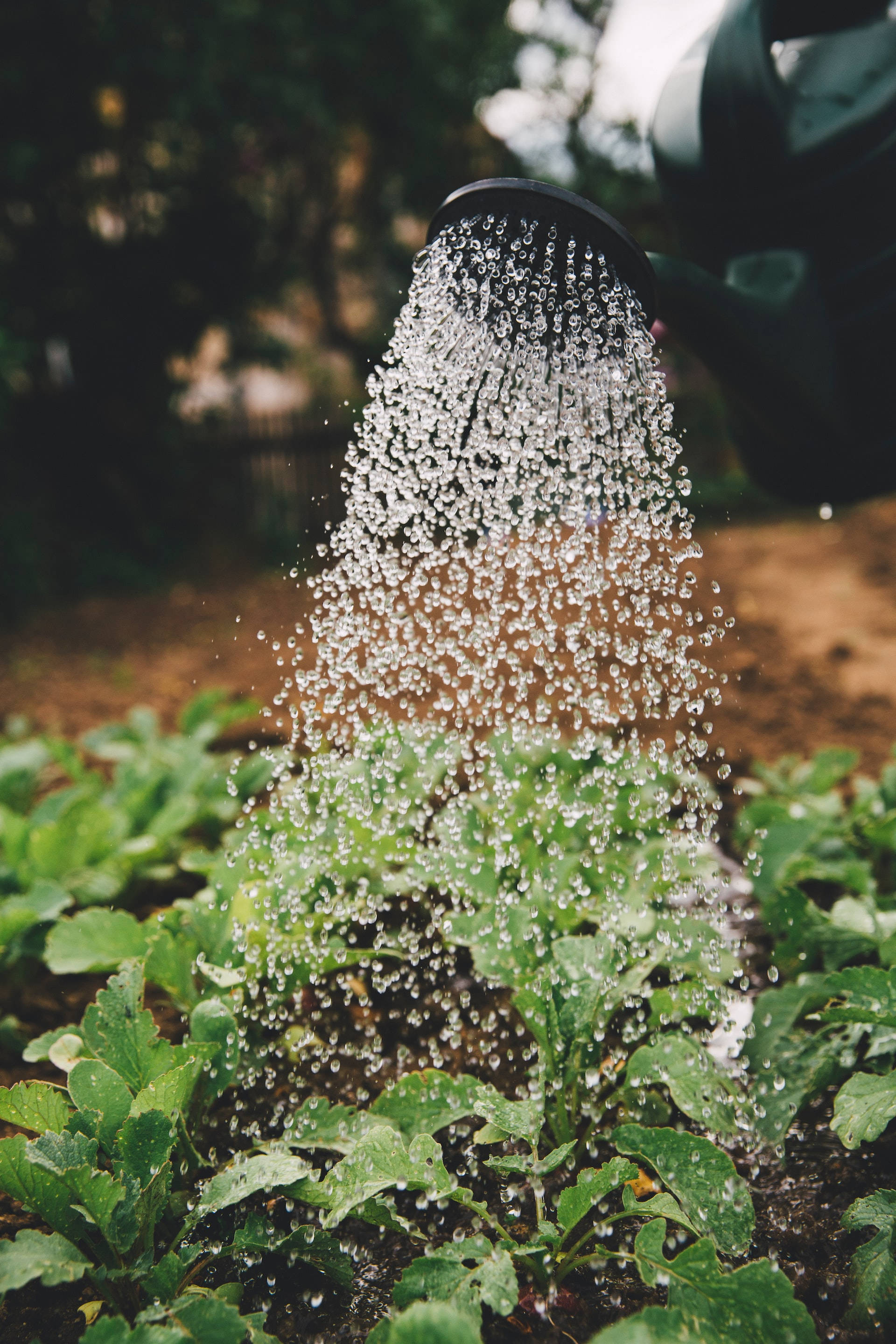 black watering can, lush green leafy plants, garden, 2K Phone Wallpaper