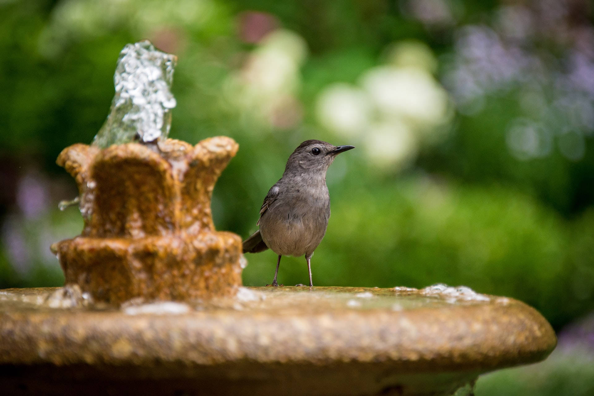 catbird, stone fountain, water sprays upward, Full HD Desktop Wallpaper
