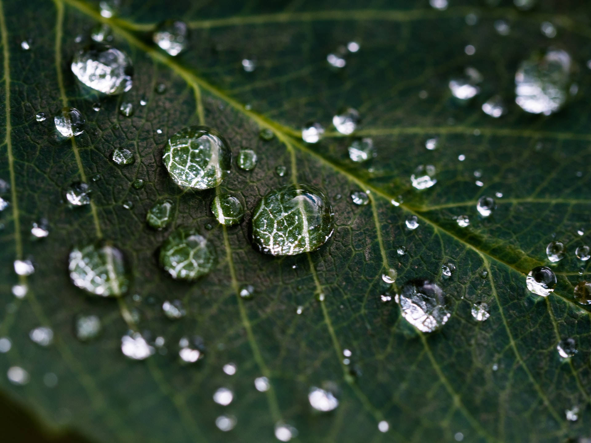 Moving Water Droplets, vibrant green leaf, intricate vein patterns, Full HD Desktop Wallpaper
