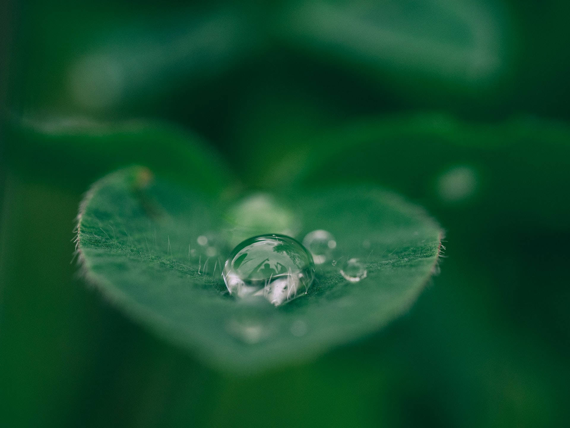moving water, dewdrop, vibrant green leaf, Full HD Desktop Wallpaper