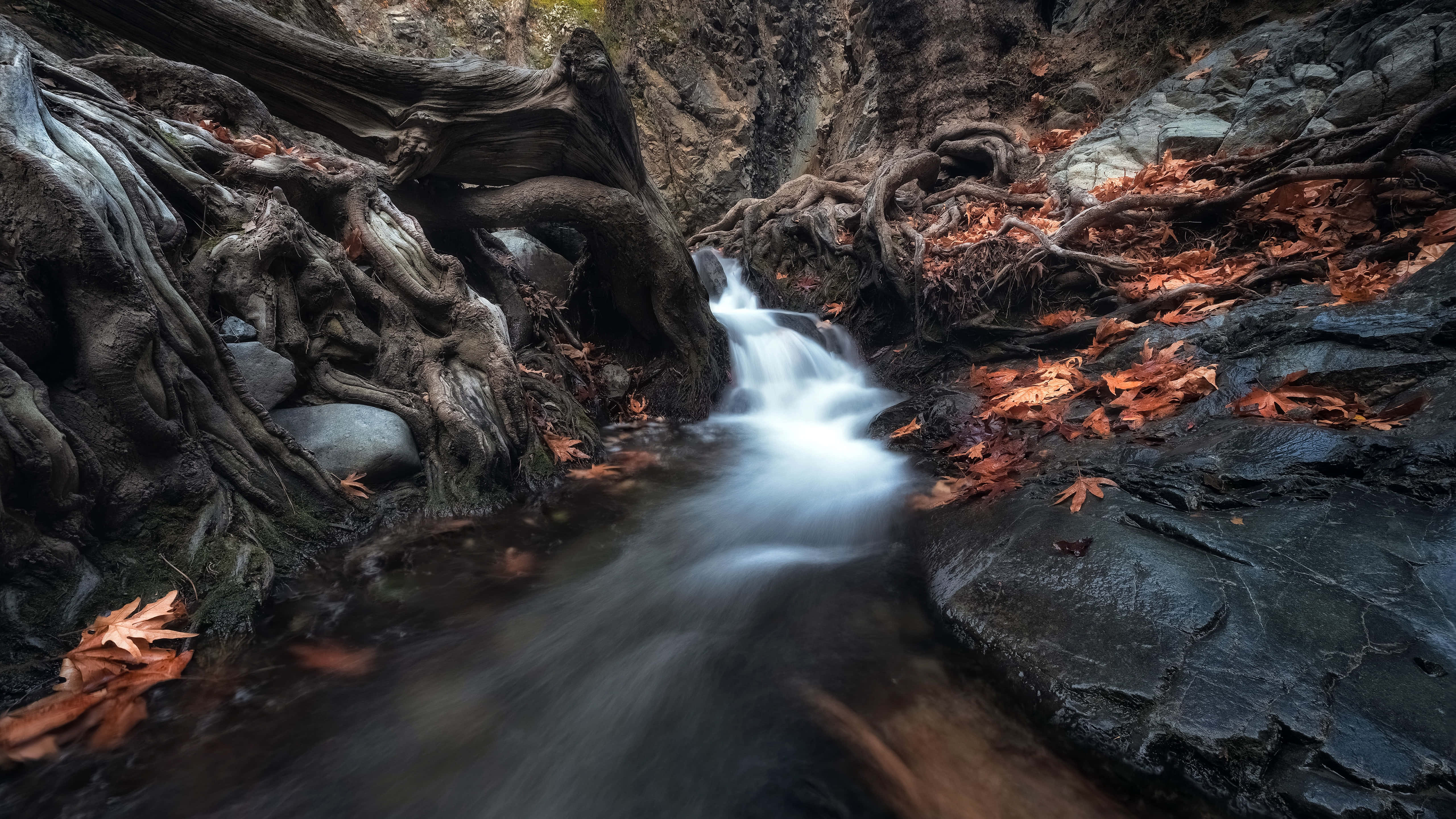 autumn stream, rocky gorge, gnarled tree roots, 5K Desktop Wallpaper