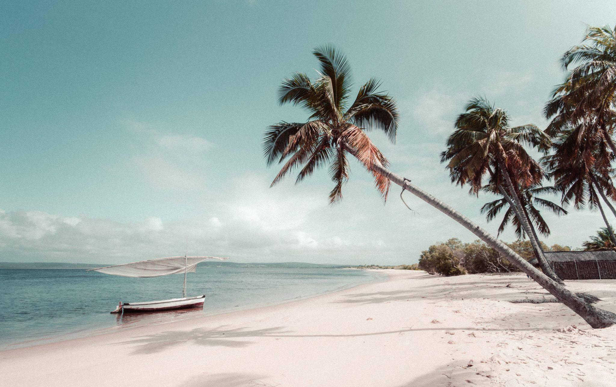 Mozambique, pink sand beach, tilted palm tree, Full HD Desktop Wallpaper