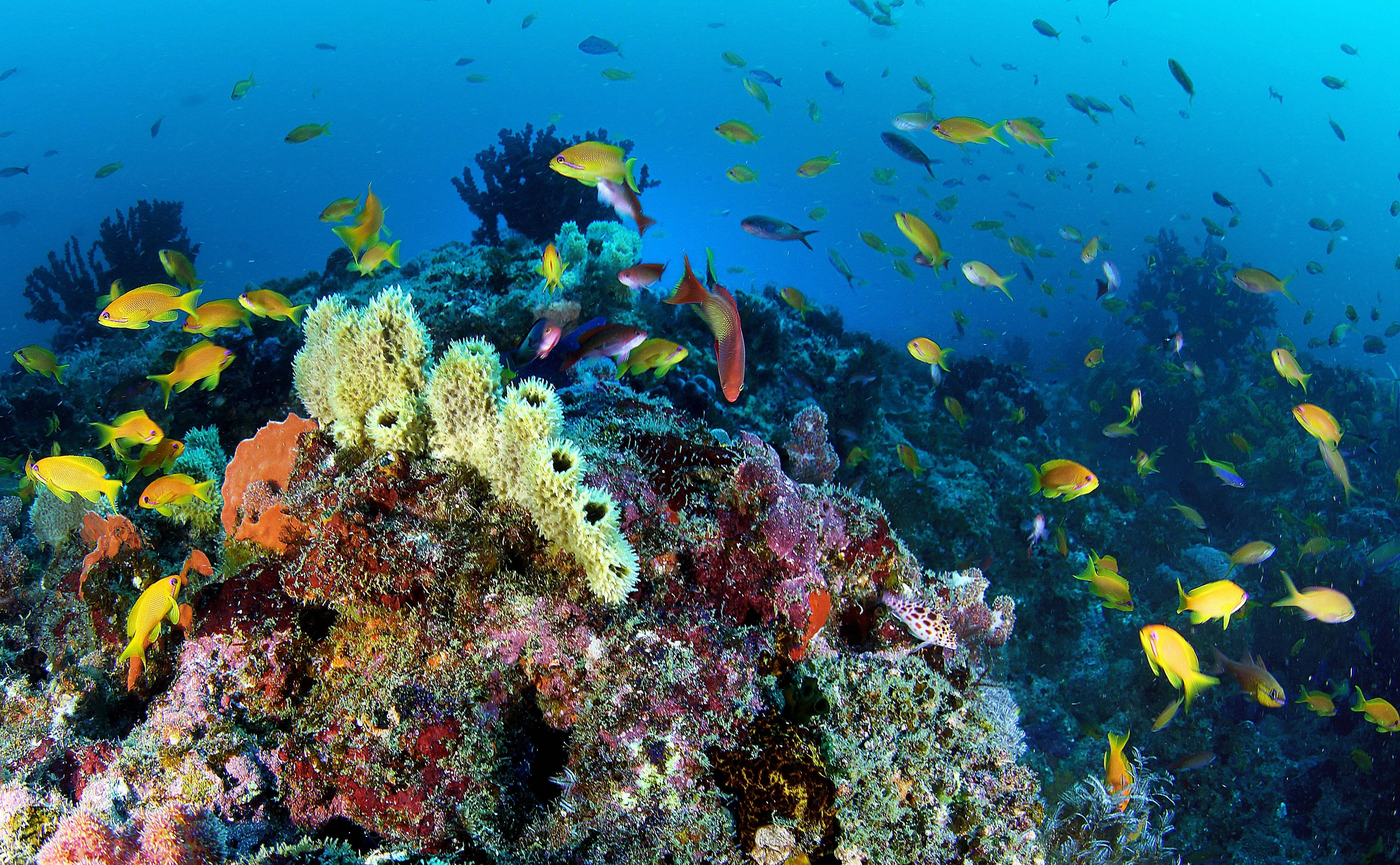 Mozambique, coral reef, colorful fish, 4K Desktop Wallpaper