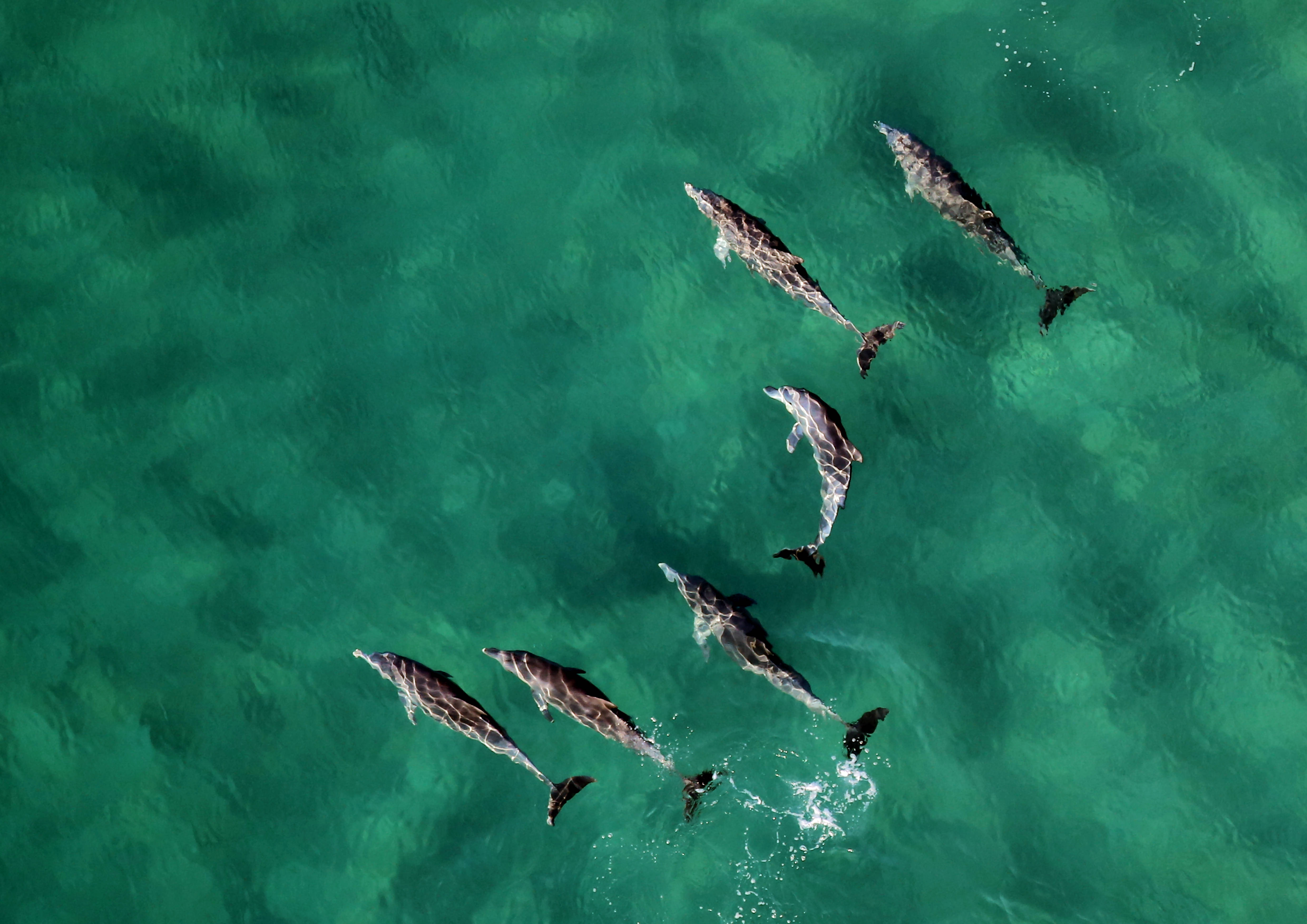 Mozambique, dolphin pod, aerial view, 4K Desktop Wallpaper