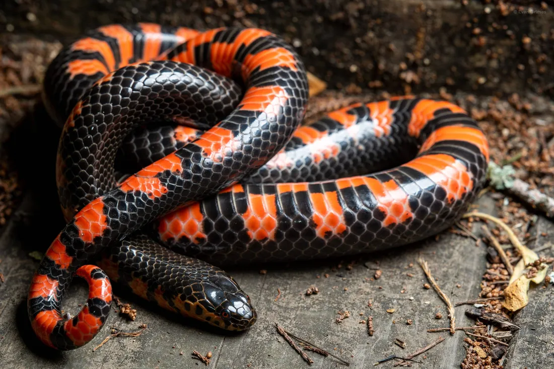 Mud Snake