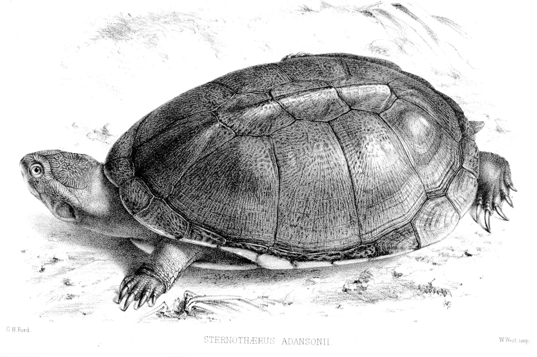 Mud Turtle