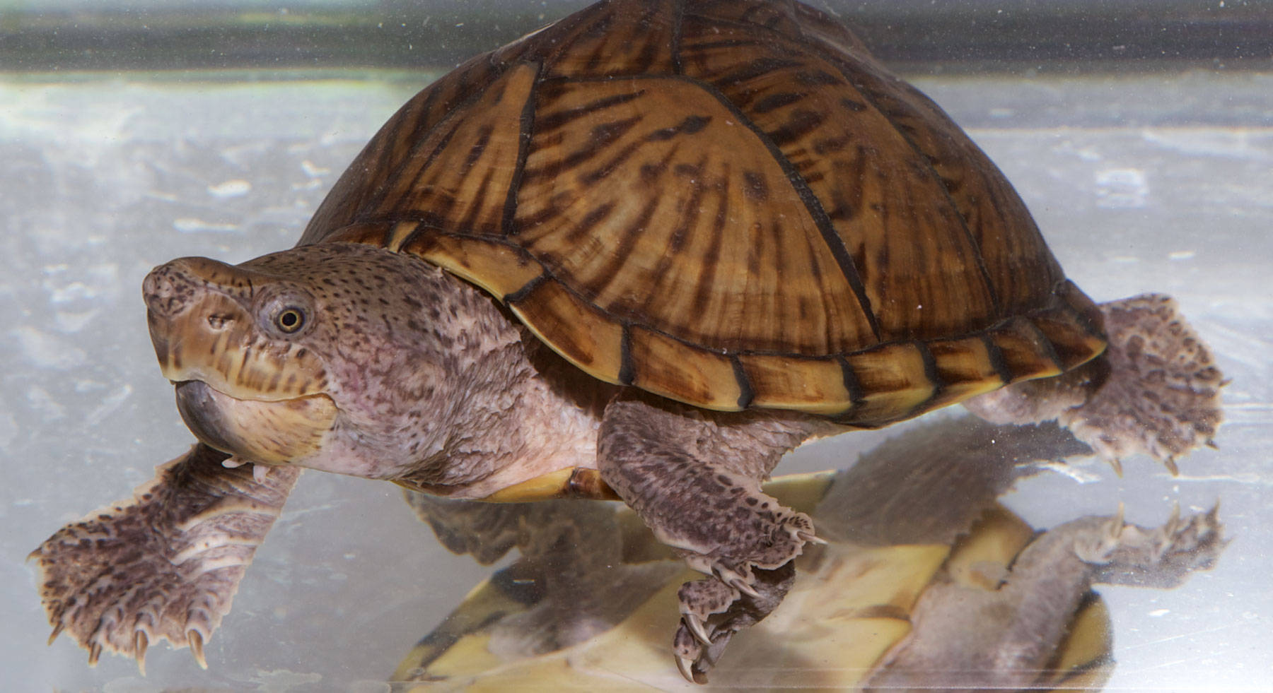 Mud Turtle, brown shell pattern, underwater, HD Desktop Wallpaper