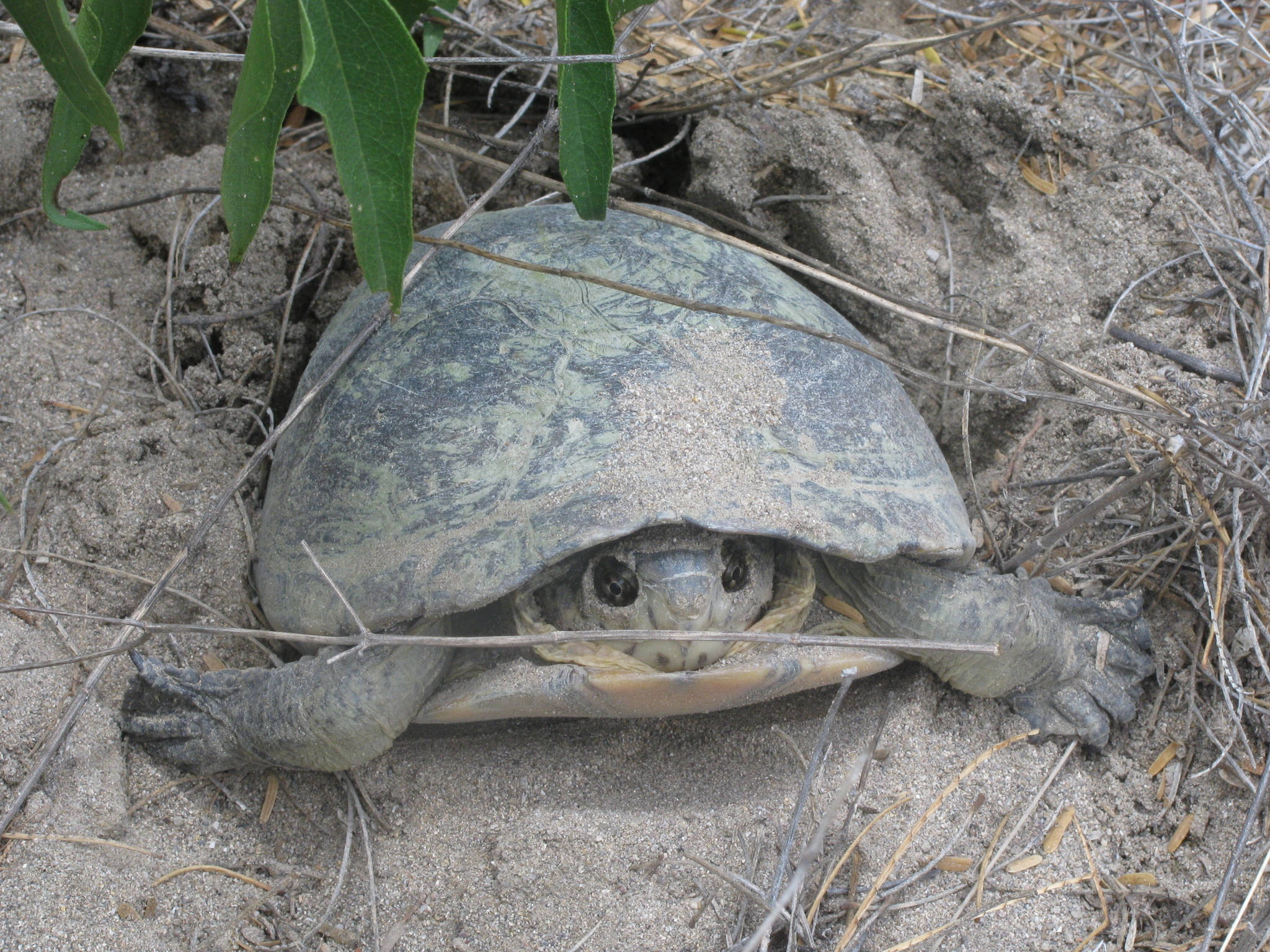 Mud Turtle, sandy ground, dry grass, Full HD Desktop Wallpaper