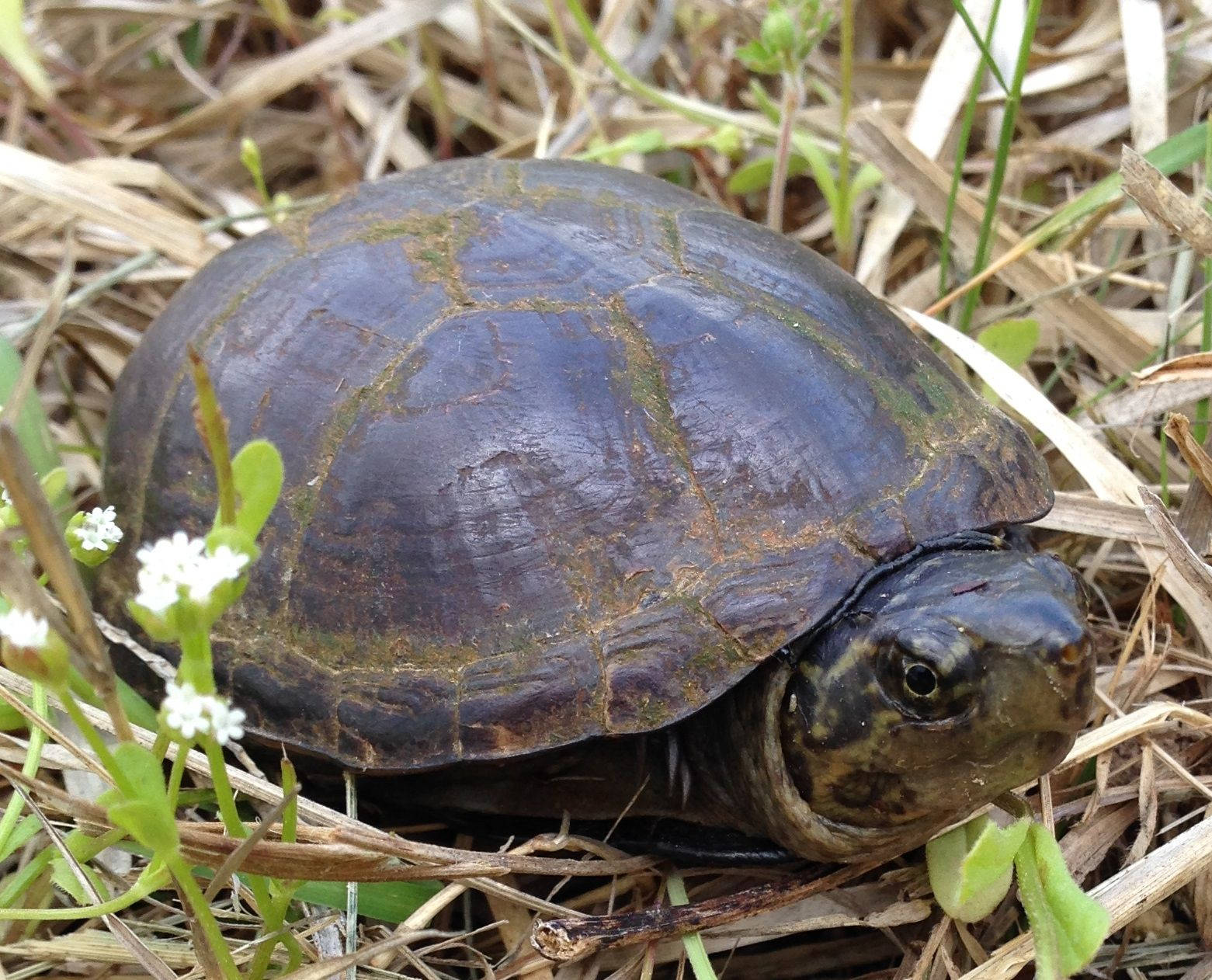Mud Turtle, mossy carapace, dark patterned shell, HD Desktop Wallpaper