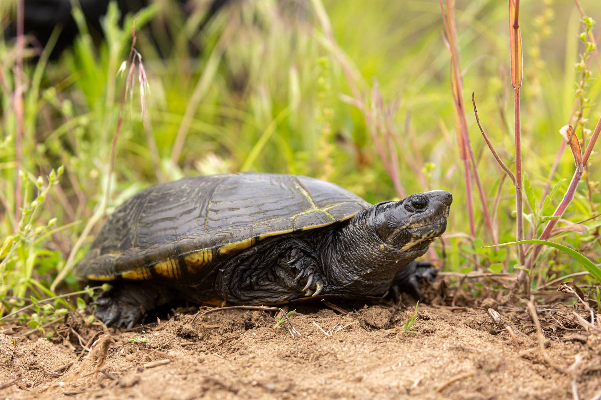 Mud Turtle, forest, sand, Full HD Desktop Wallpaper