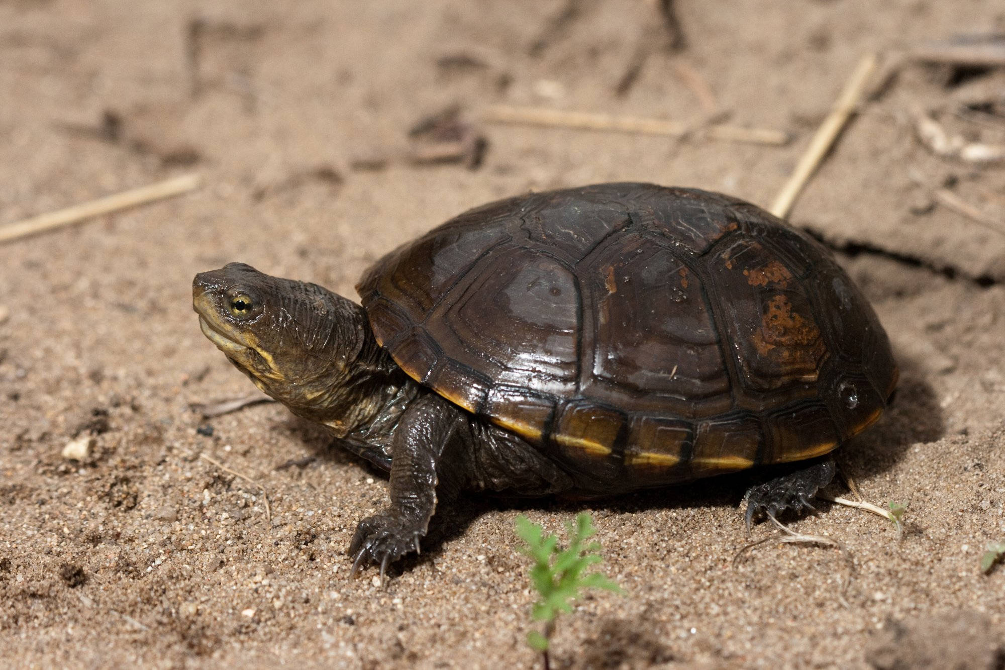 Mud Turtle, dark shell, yellow stripes, Full HD Desktop Wallpaper