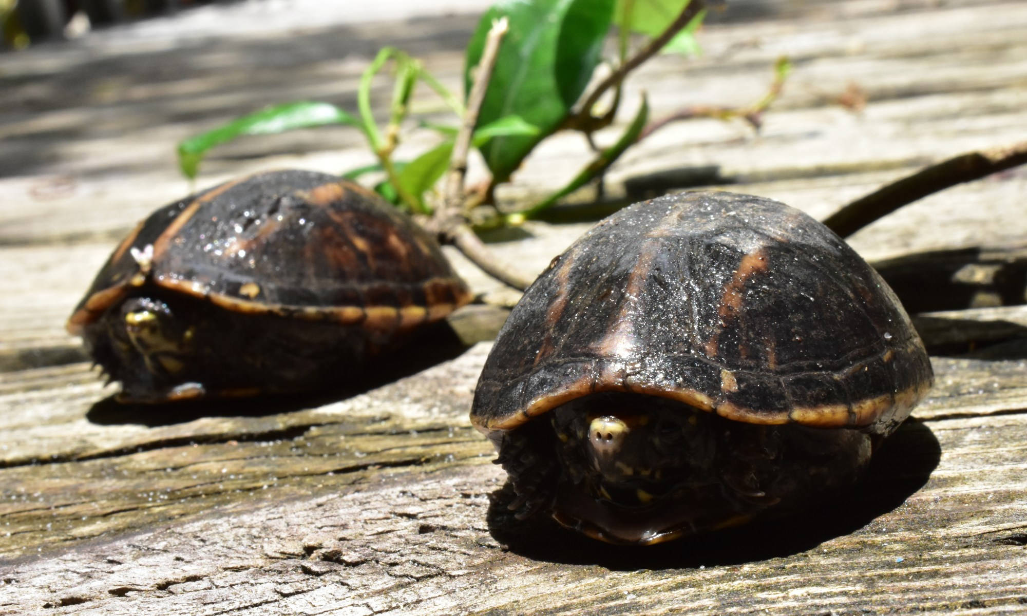 Mud Turtles, dark shells, orange markings, Full HD Desktop Wallpaper
