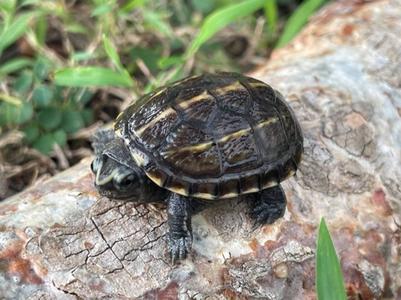 Mud Turtle, tree trunk, dark shell, HD Desktop Wallpaper