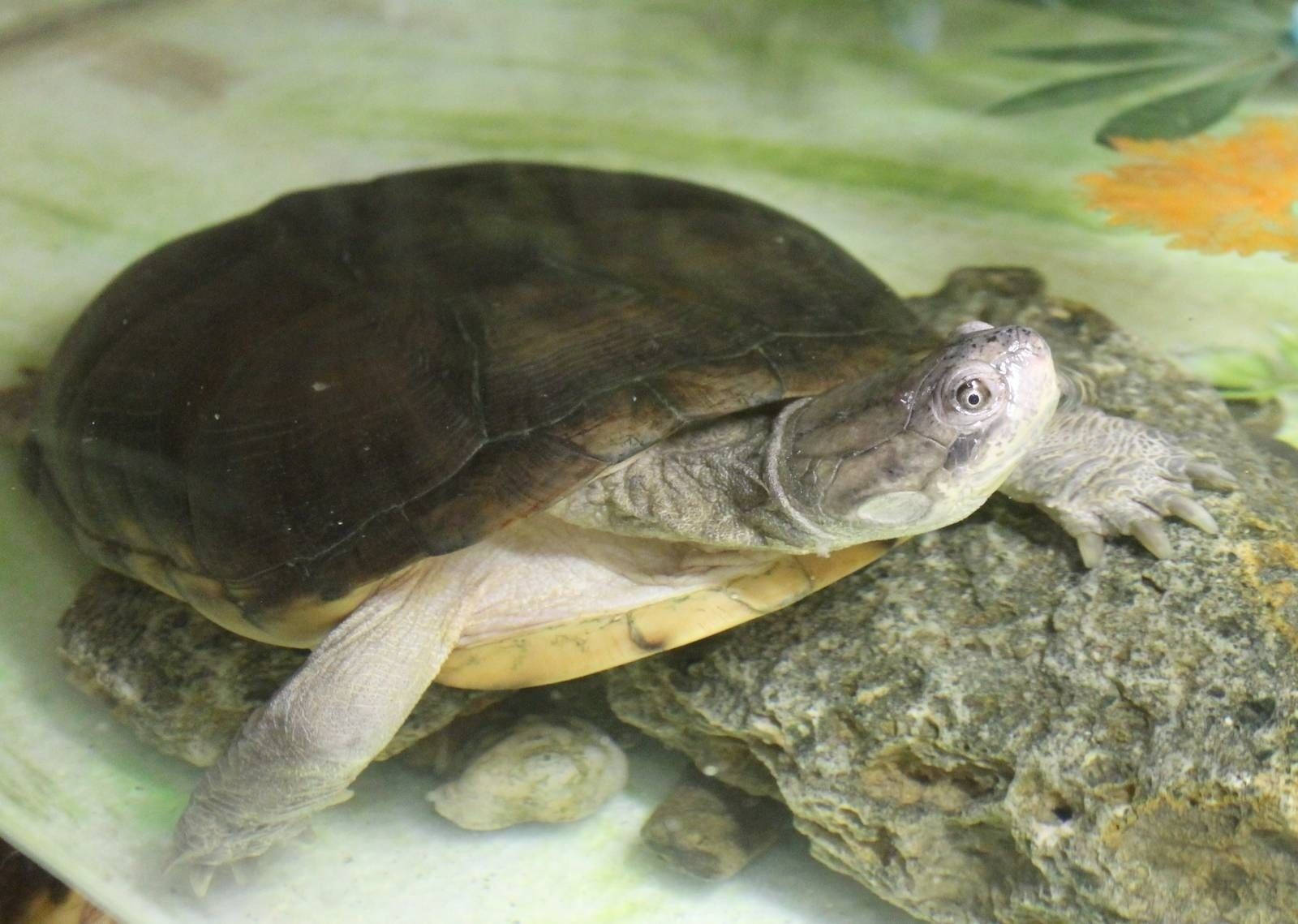 Mud Turtle, fish bowl, shallow water tank, HD Desktop Wallpaper
