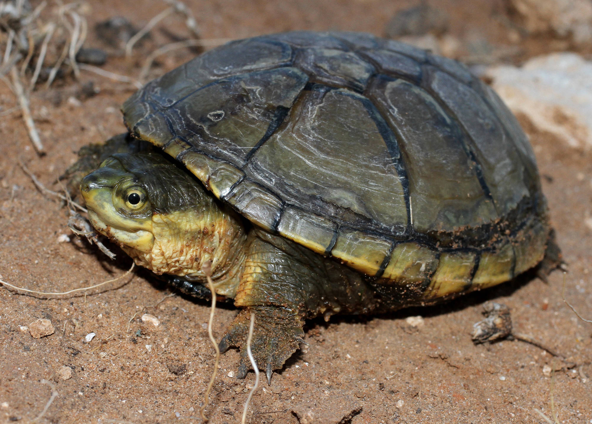Mud Turtle, beady eyes, dark patterned shell, Full HD Desktop Wallpaper