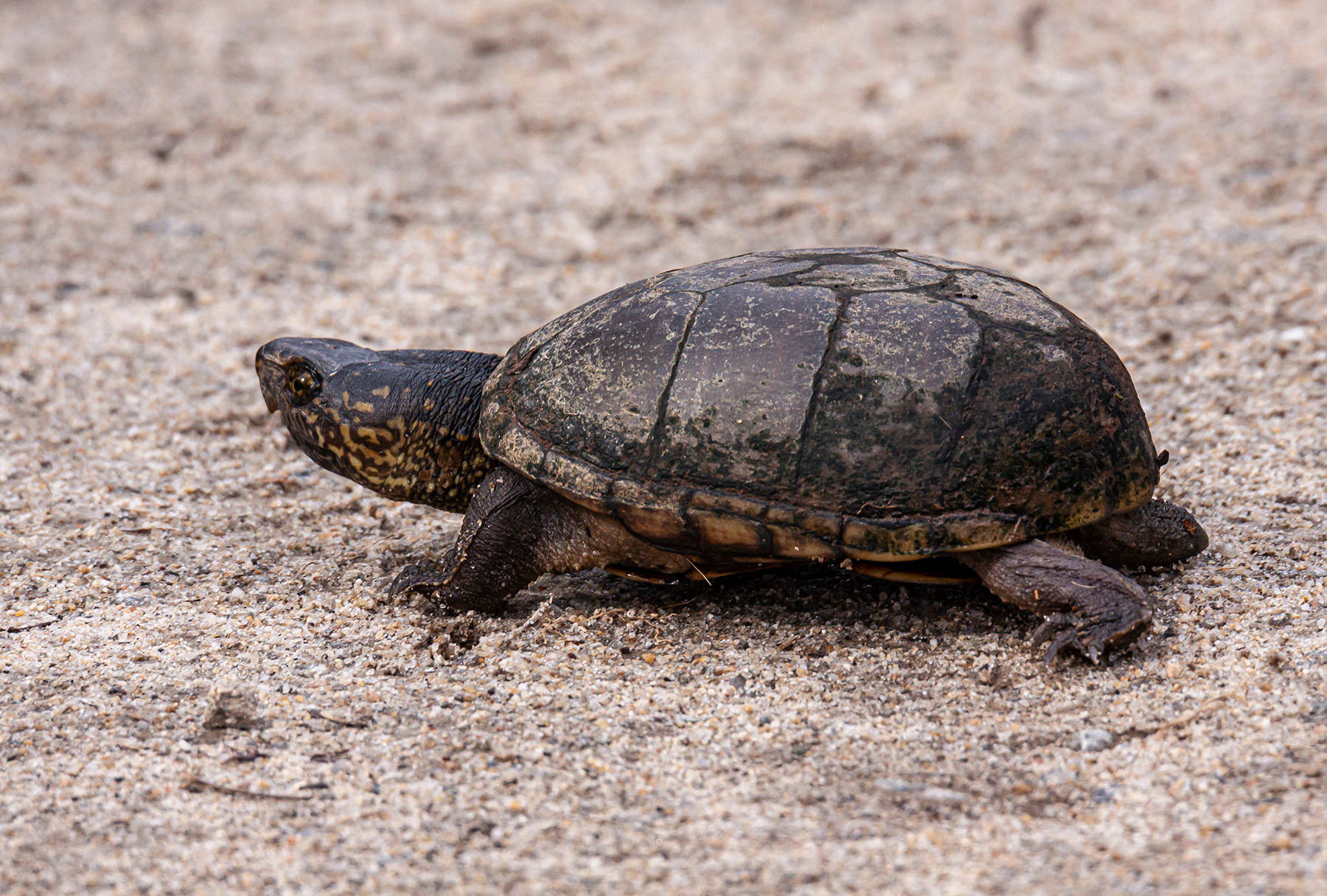 Mud Turtle, dark mottled shell, textured sandy surface, HD Desktop Wallpaper