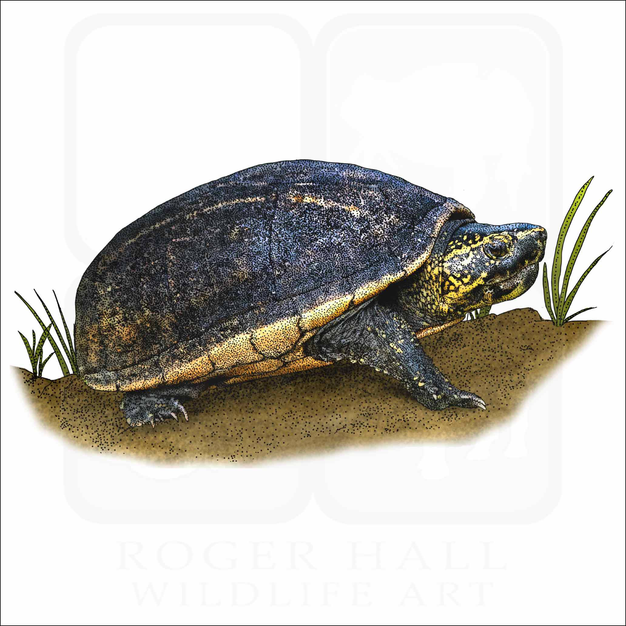 Mud Turtle, dark shell, yellow markings, Full HD Desktop Wallpaper