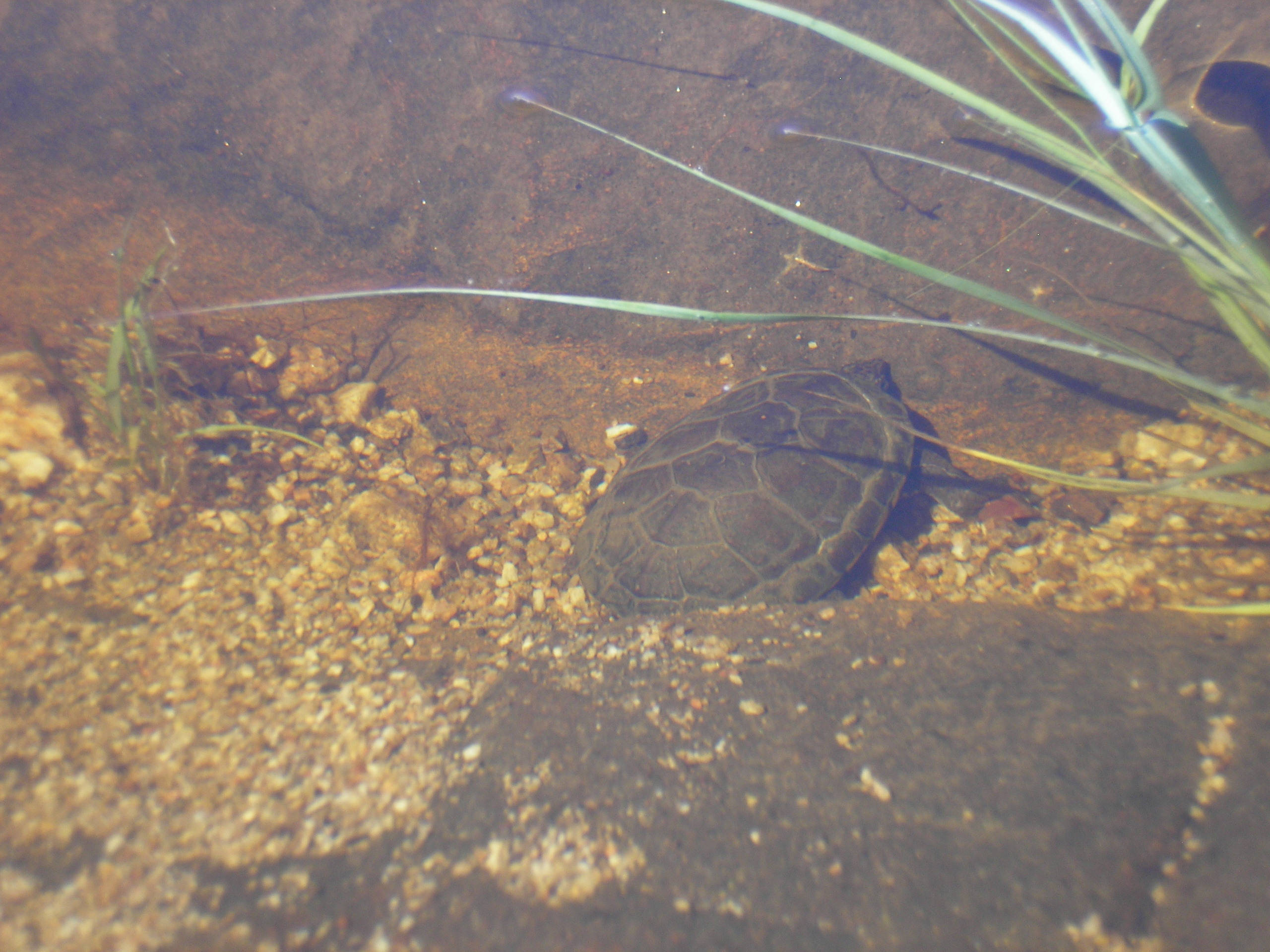 Mud Turtle, gravel, clear shallow stream, 2K Desktop Wallpaper