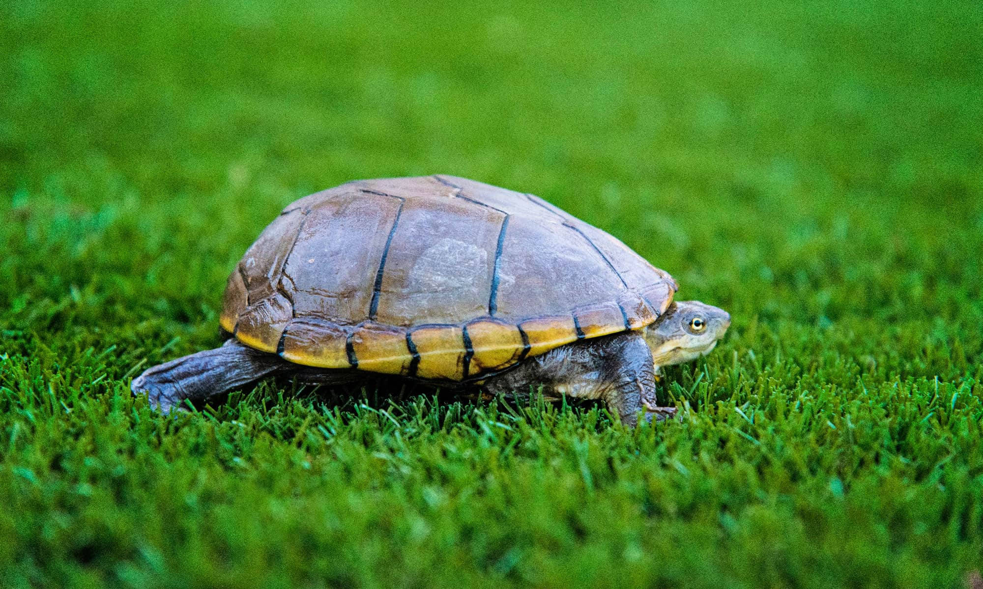 Mud Turtle, brown shell, yellow stripes, Full HD Desktop Wallpaper