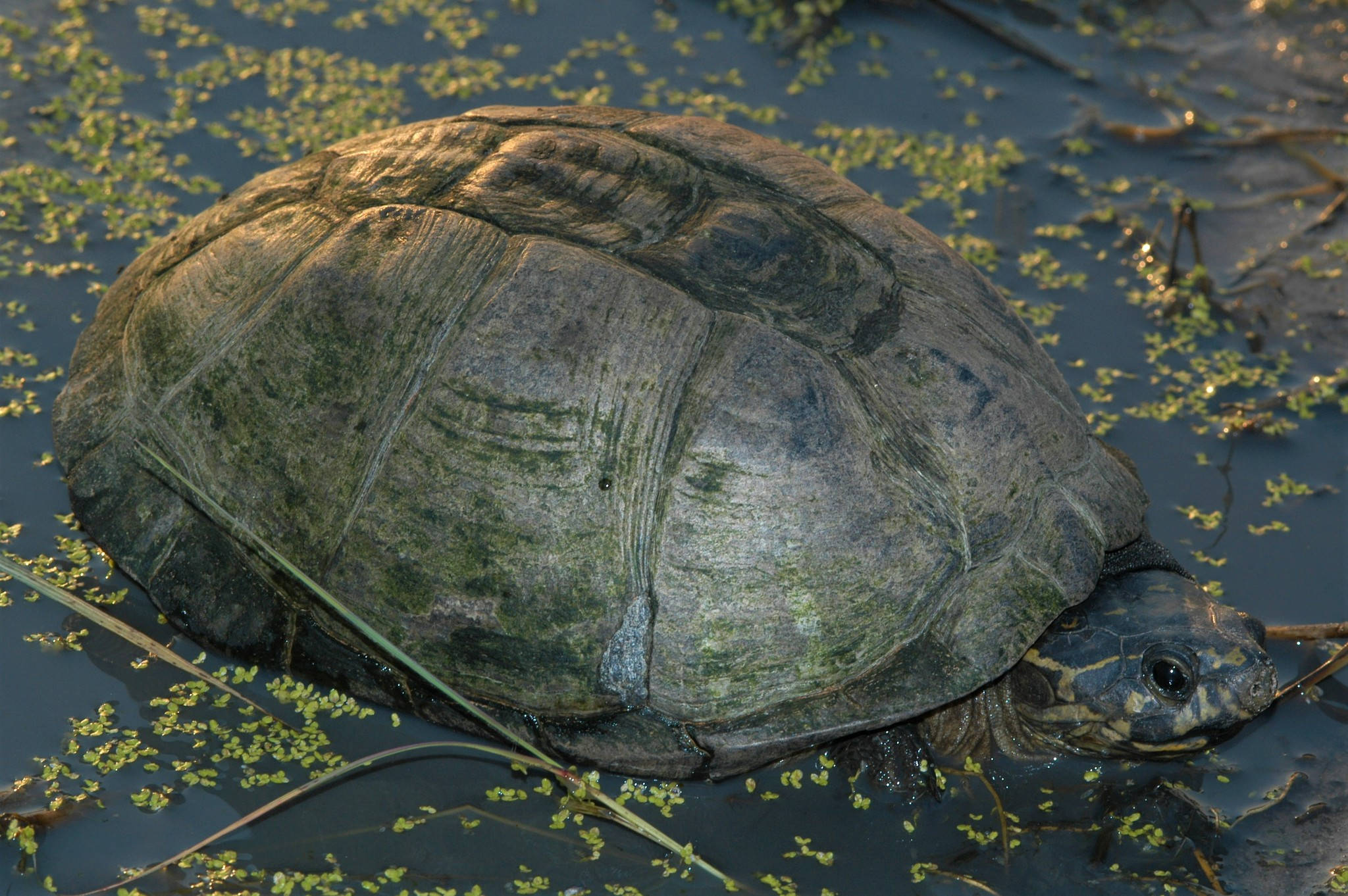 Mud Turtle, gray mossy shell, calm water, Full HD Desktop Wallpaper